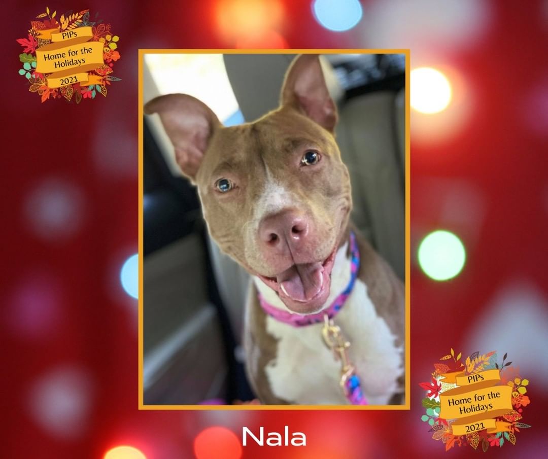 Help us get Nala Home for the Holidays! She has been waiting a long time for her forever family to find her, so we decided to do something special to help. Until 11/22/2021, $100 of Nala’s adoption fee will be sponsored by our Board of Directors and, Nala’s lucky new family will also get a post-adoption training session sponsored by K9 Disciples  that will be focused on successfully making this special girl part of the family. To find out how you can apply to adopt Nala go to pipsrescue.org.

A huge thank you to Five Freedom Photography  for taking beautiful pictures of our PIPs and to K9 Disciples for helping our PIPs get off to the best possible start in their new homes. We appreciate you so very much!