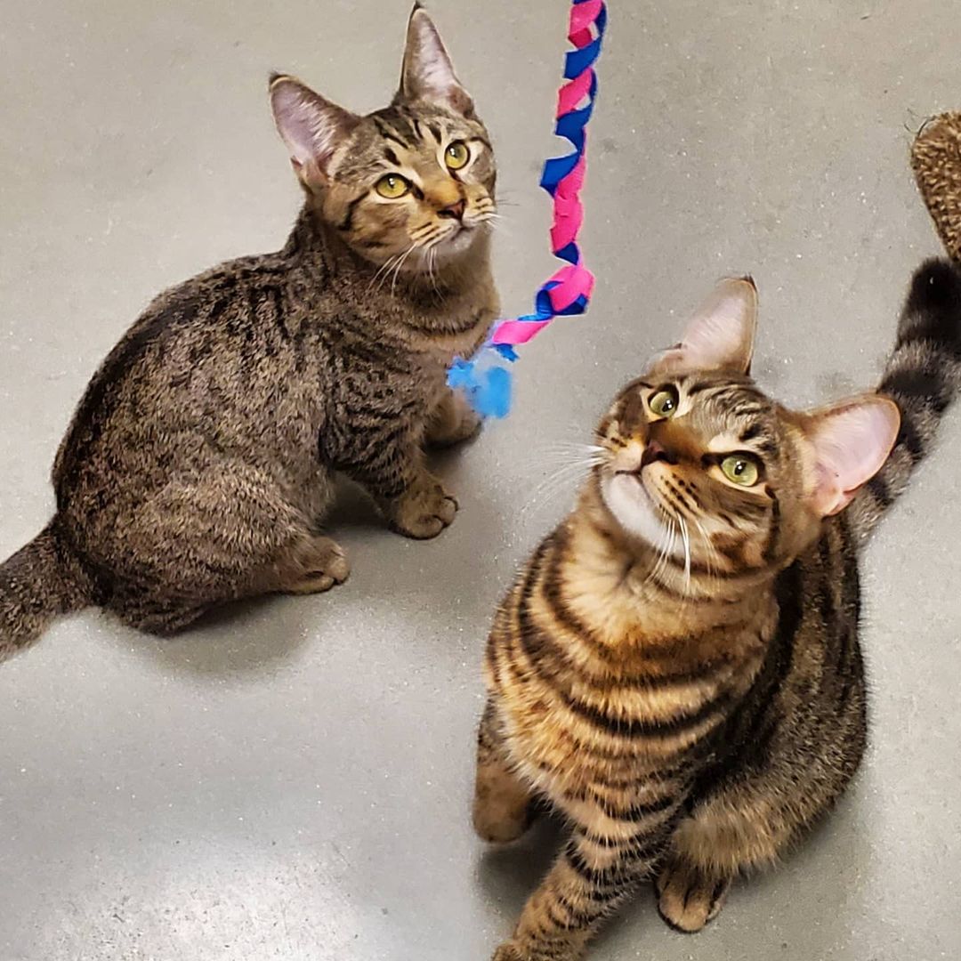 Meet Tom and Jerry! They certainly live up to their namesakes - always up to something and providing lots of laughs. You can meet them at PetSmart!