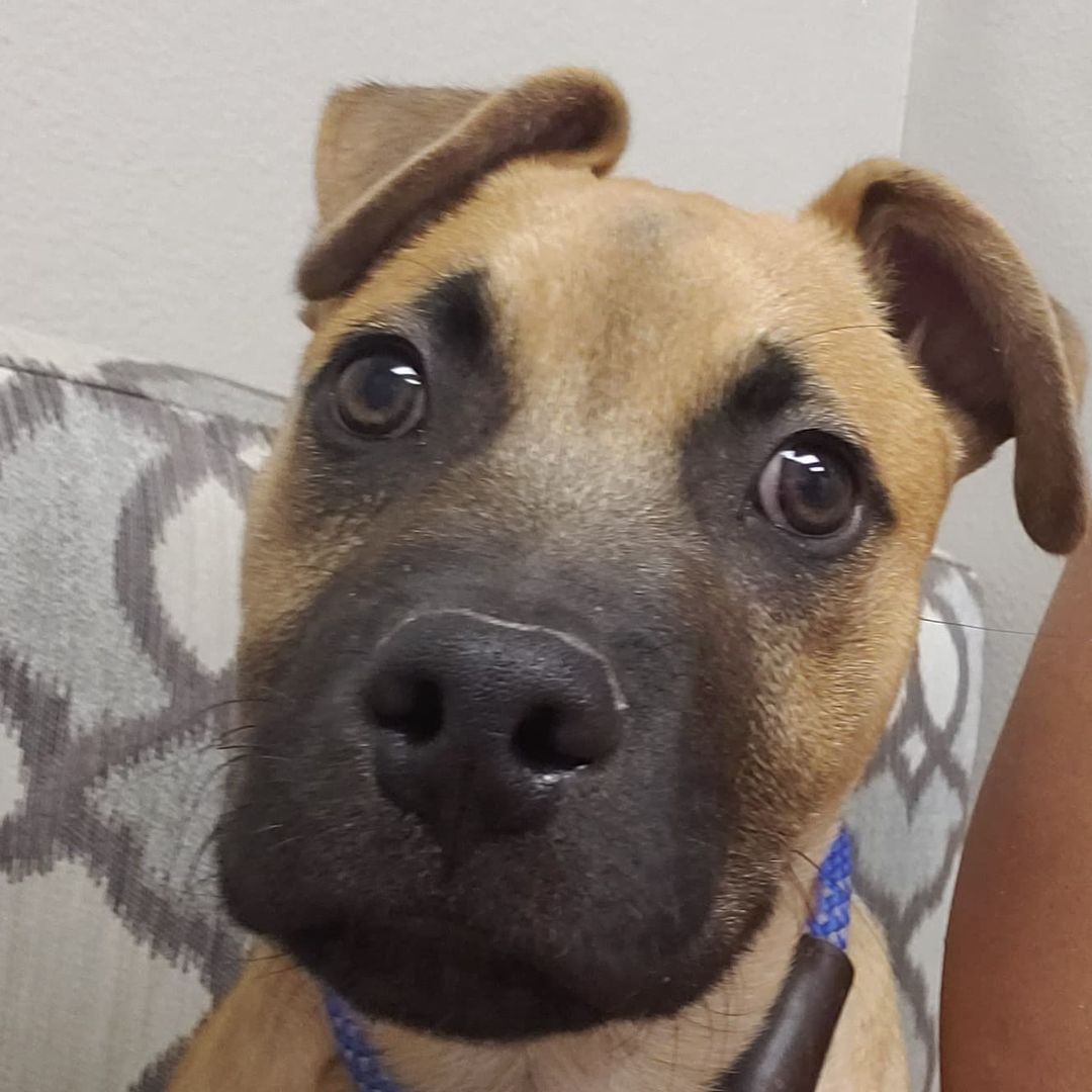 Well I am in 
L❤VE, how about you?
Meet 12 week old Tank, 26lbs of puppy kisses 💋.

Who's looking for a big breed puppy??? Tank is your guy... available on a foster to adopt until his Neuter. 

Good with other dogs, kids & cats.

https://crazy4pawz.org/interest-form