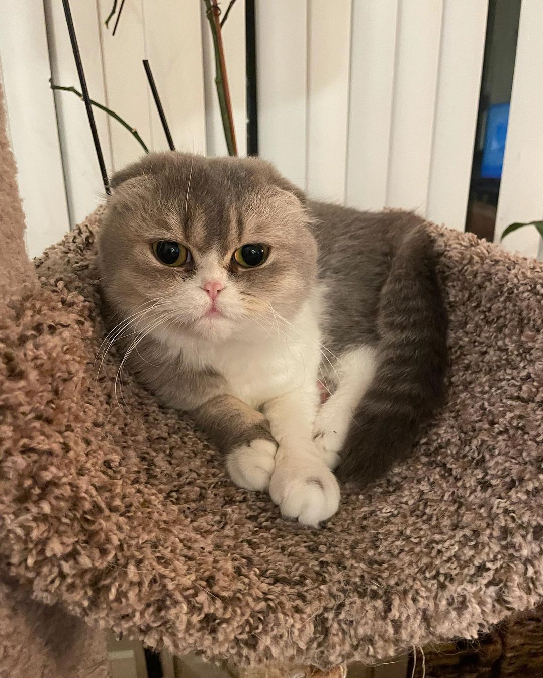 If you’re fascinated by our Scottish Fold kitten, affectionately referred to as Poopers, than feast your eyes upon his mother Aurelia and brother Julius, who is 4 months old. They will both be available for adoption after they are fixed next week. Both are super friendly and are having a blast in their foster home playing with the other cats and getting lots of love. They do not need to be adopted together but Julius will need a feline companion in his next home so he has a playmate. Bonus - both of them can poop on their own. <a target='_blank' href='https://www.instagram.com/explore/tags/adoptdontshop/'>#adoptdontshop</a> <a target='_blank' href='https://www.instagram.com/explore/tags/eastbrunswicknj/'>#eastbrunswicknj</a> <a target='_blank' href='https://www.instagram.com/explore/tags/englishtownnj/'>#englishtownnj</a> <a target='_blank' href='https://www.instagram.com/explore/tags/oldbridgenj/'>#oldbridgenj</a> <a target='_blank' href='https://www.instagram.com/explore/tags/marlboronj/'>#marlboronj</a> <a target='_blank' href='https://www.instagram.com/explore/tags/catsofnj/'>#catsofnj</a> <a target='_blank' href='https://www.instagram.com/explore/tags/catsofnyc/'>#catsofnyc</a> <a target='_blank' href='https://www.instagram.com/explore/tags/cuteaf/'>#cuteaf</a> <a target='_blank' href='https://www.instagram.com/explore/tags/catsofig/'>#catsofig</a> <a target='_blank' href='https://www.instagram.com/explore/tags/catsofinstagram/'>#catsofinstagram</a> <a target='_blank' href='https://www.instagram.com/explore/tags/kittensofnj/'>#kittensofnj</a> <a target='_blank' href='https://www.instagram.com/explore/tags/kittensofnyc/'>#kittensofnyc</a> <a target='_blank' href='https://www.instagram.com/explore/tags/scottishfold/'>#scottishfold</a> <a target='_blank' href='https://www.instagram.com/explore/tags/britishshorthair/'>#britishshorthair</a>