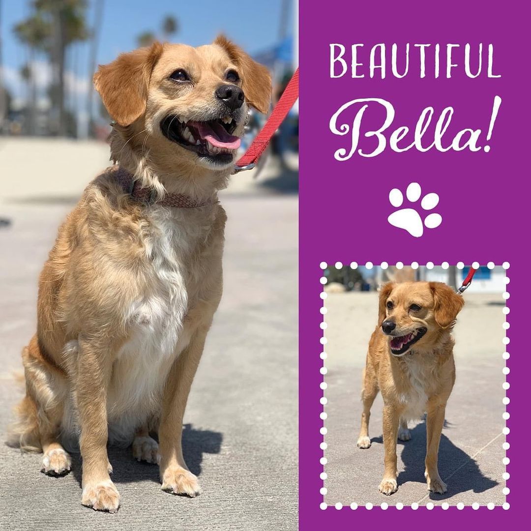 If you are looking for a fun and active sidekick then Bella is the one for you! She is a five-year-old Spaniel mix and one of the most loving dogs you'll ever meet. She would make the perfect addition to an active family. Click for more info and please share to help Bella find her forever home! 🐾🏡

https://www.adoptapet.com/pet/31712414-rancho-santa-margarita-california-spaniel-unknown-type-mix