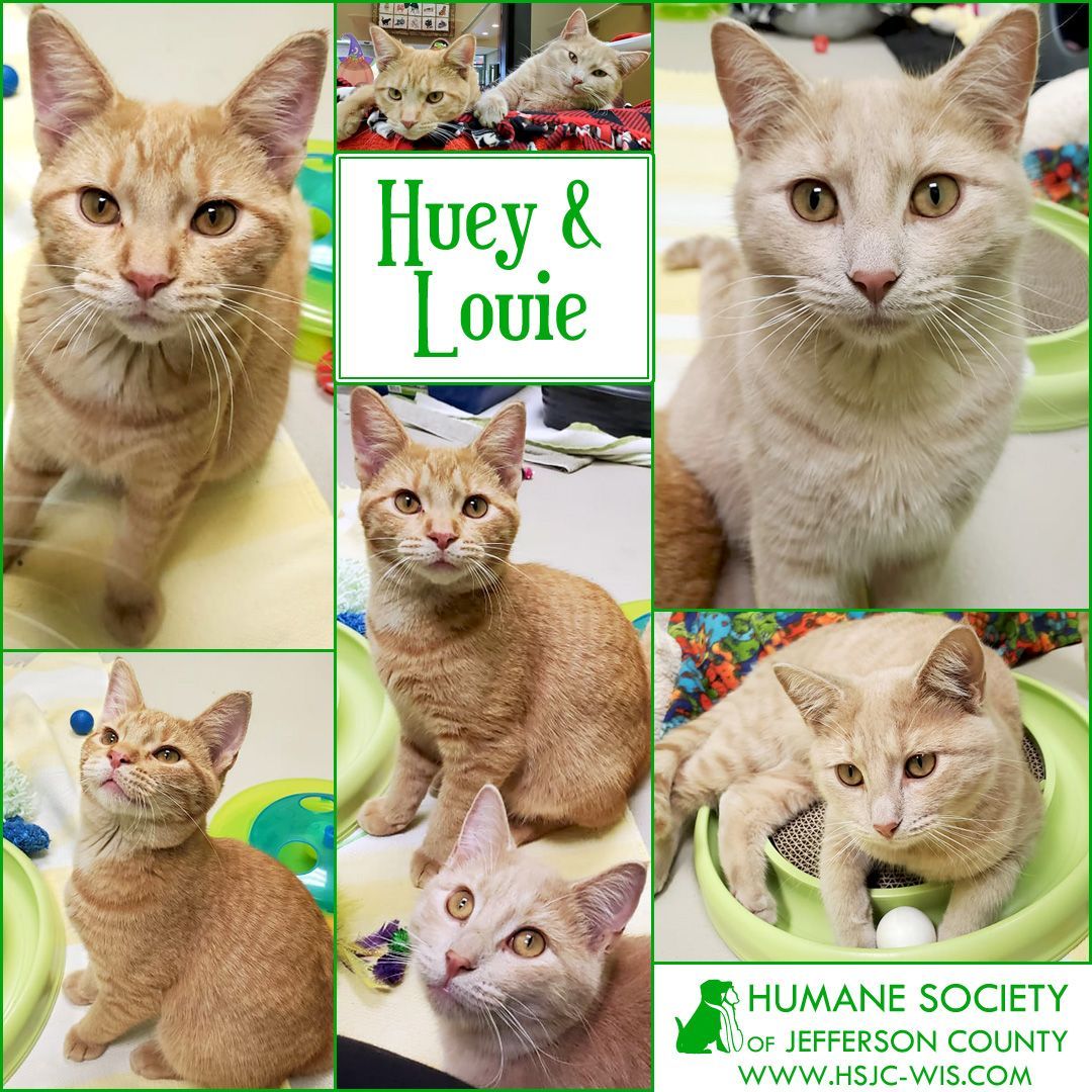 We're Huey & Louie, a bonded pair of 7 month old brothers looking for a home together. We are playful and friendly boys who are becoming quite accomplished in the art of lap-sitting. We get along with other felines so we'll do well as your only two cats, or as your third (or fourth!).⠀
⠀
Learn more --⠀
Huey: https://hsjc-wis.com/animal/?id=17345905⠀
Louie: https://hsjc-wis.com/animal/?id=17345906⠀
or click the link in our bio.⠀
⠀
<a target='_blank' href='https://www.instagram.com/explore/tags/adopt/'>#adopt</a> <a target='_blank' href='https://www.instagram.com/explore/tags/catsofinstagram/'>#catsofinstagram</a> <a target='_blank' href='https://www.instagram.com/explore/tags/rescuecat/'>#rescuecat</a> <a target='_blank' href='https://www.instagram.com/explore/tags/adoptdontshop/'>#adoptdontshop</a>