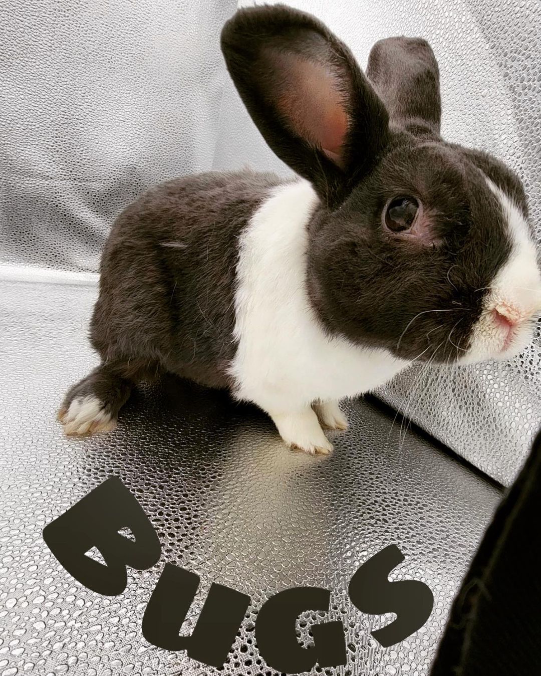 Bugs is back ! 
Unfortunately his owner could no longer care for him so he has been returned to WRAS. He came back to us with a pretty nasty respiratory infection, but he is now on the mend ! 
Bugs is a senior bunny around 7 or 8 years old. He enjoys long cuddles and hanging out with humans! Bugs is currently up for adoption ! <a target='_blank' href='https://www.instagram.com/explore/tags/bugs/'>#bugs</a> <a target='_blank' href='https://www.instagram.com/explore/tags/waywardranchanimalsanctuary/'>#waywardranchanimalsanctuary</a>