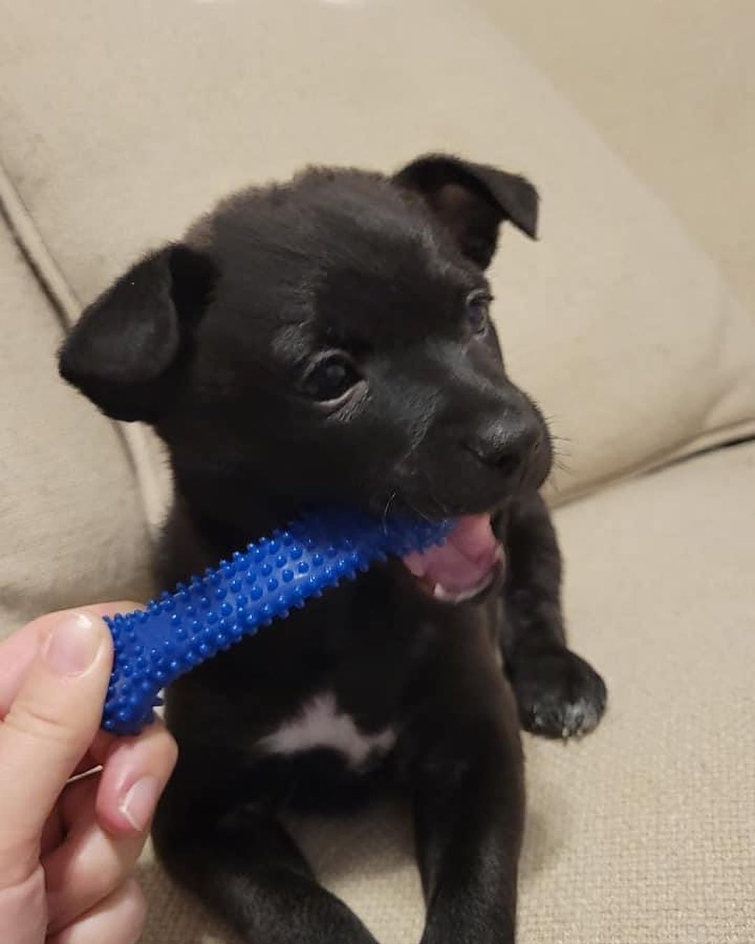 ⭐️ update: all puppies adopted ⭐️ Do I have a treat for you!? PUPPIES! 🐾 These teeny tiny puppies are 8 week old chihuahua mixes. There are 8 - 4 males and 4 females! Puppies are a project and will need lots of time, love, and care!
.
Due to their age we will only be adopting locally in the Charlotte area. Not all of them have made it to our website but all 8 are available for adoption. If you’re interested head to our website and fill out an application - reference the Chihuahua litter. ✨