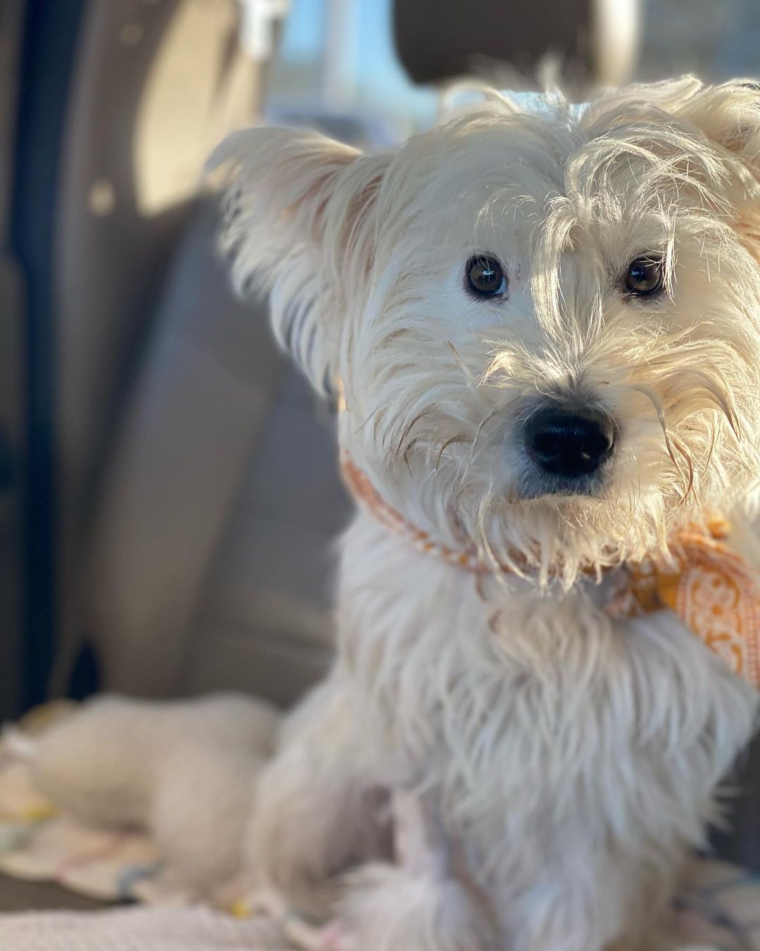 We are on our way to Desert Veterinary Medical Specialist to see Dr. Riebsche in internal medecine in the hopes that we can help sweet Cannoli!

•
•
•

littlelotusrescueandsanctuary.org
Venmo: LLR-Littlelotusrescue
PayPal: littlelotusrescue@gmail.com

<a target='_blank' href='https://www.instagram.com/explore/tags/littlelotusrescueandsanctuary/'>#littlelotusrescueandsanctuary</a> <a target='_blank' href='https://www.instagram.com/explore/tags/lotushaus/'>#lotushaus</a><a target='_blank' href='https://www.instagram.com/explore/tags/dogsofinstagram/'>#dogsofinstagram</a> <a target='_blank' href='https://www.instagram.com/explore/tags/ittakesavillage/'>#ittakesavillage</a> <a target='_blank' href='https://www.instagram.com/explore/tags/liveyourbestlife/'>#liveyourbestlife</a> <a target='_blank' href='https://www.instagram.com/explore/tags/rescuedog/'>#rescuedog</a> <a target='_blank' href='https://www.instagram.com/explore/tags/rescuedogofinstagram/'>#rescuedogofinstagram</a> <a target='_blank' href='https://www.instagram.com/explore/tags/bekind/'>#bekind</a> <a target='_blank' href='https://www.instagram.com/explore/tags/veterinarian/'>#veterinarian</a> <a target='_blank' href='https://www.instagram.com/explore/tags/tierarzt/'>#tierarzt</a> <a target='_blank' href='https://www.instagram.com/explore/tags/vettechlife/'>#vettechlife</a> <a target='_blank' href='https://www.instagram.com/explore/tags/help/'>#help</a>  <a target='_blank' href='https://www.instagram.com/explore/tags/tucson/'>#tucson</a> <a target='_blank' href='https://www.instagram.com/explore/tags/arizona/'>#arizona</a> <a target='_blank' href='https://www.instagram.com/explore/tags/instagood/'>#instagood</a> <a target='_blank' href='https://www.instagram.com/explore/tags/hund/'>#hund</a> <a target='_blank' href='https://www.instagram.com/explore/tags/tiere/'>#tiere</a> <a target='_blank' href='https://www.instagram.com/explore/tags/Sorgenkind/'>#Sorgenkind</a> <a target='_blank' href='https://www.instagram.com/explore/tags/betheirvoice/'>#betheirvoice</a> <a target='_blank' href='https://www.instagram.com/explore/tags/voiceforthevoiceless/'>#voiceforthevoiceless</a> <a target='_blank' href='https://www.instagram.com/explore/tags/valleyfever/'>#valleyfever</a> <a target='_blank' href='https://www.instagram.com/explore/tags/tickfever/'>#tickfever</a> <a target='_blank' href='https://www.instagram.com/explore/tags/internalmedicine/'>#internalmedicine</a> <a target='_blank' href='https://www.instagram.com/explore/tags/veterinarycardialogy/'>#veterinarycardialogy</a>