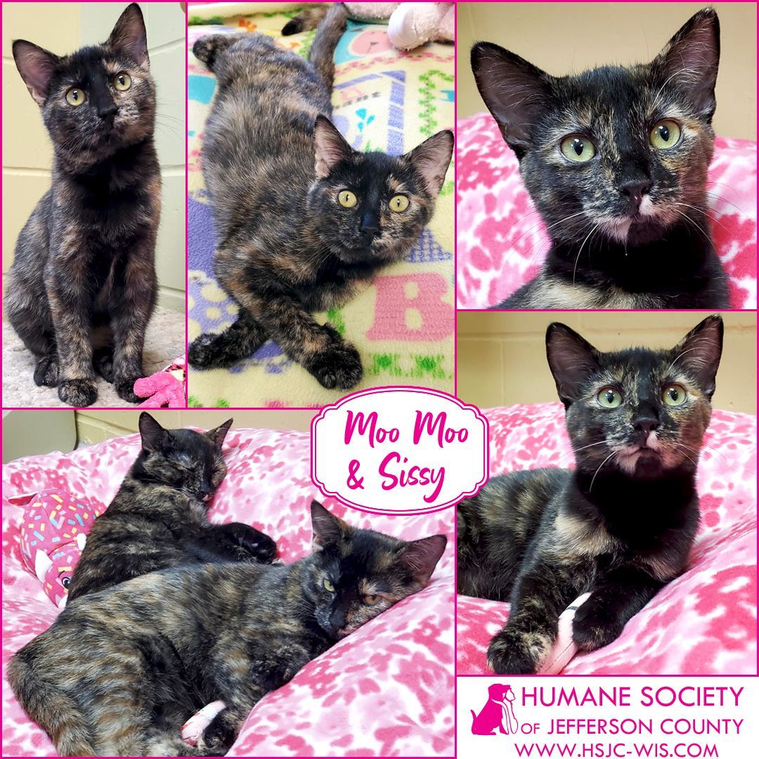 We're Moo Moo & Sissy, beautiful tortoiseshell sisters who love to play and snuggle together. We can be a little shy at first but we'll warm up to you pretty quickly if you're gentle with us. We don't have to be adopted together, but we really love each other so we hope we both go to the same home. We will be happiest in a household without young children, and once we feel at home we'll be the sweetest and most endearing companions you could possibly imagine!⠀
⠀
Learn more --⠀
Moo Moo: https://hsjc-wis.com/animal/?id=17152506⠀
Sissy: https://hsjc-wis.com/animal/?id=17152507⠀
or click the link in our bio. ⠀
⠀
<a target='_blank' href='https://www.instagram.com/explore/tags/adopt/'>#adopt</a> <a target='_blank' href='https://www.instagram.com/explore/tags/catsofinstagram/'>#catsofinstagram</a> <a target='_blank' href='https://www.instagram.com/explore/tags/kittens/'>#kittens</a> <a target='_blank' href='https://www.instagram.com/explore/tags/rescuecat/'>#rescuecat</a> <a target='_blank' href='https://www.instagram.com/explore/tags/adopdontshop/'>#adopdontshop</a>