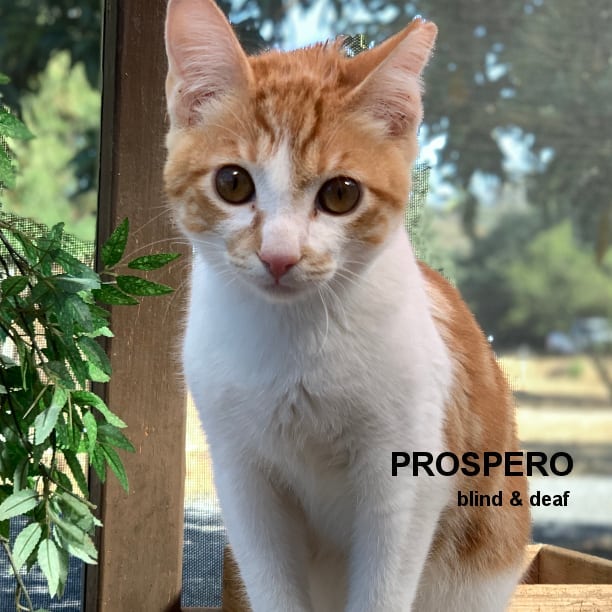 SNAP Cat of the Day - 11/4/2021 - <a target='_blank' href='https://www.instagram.com/explore/tags/specialneedscatsofinstagram/'>#specialneedscatsofinstagram</a> <a target='_blank' href='https://www.instagram.com/explore/tags/snap_cats/'>#snap_cats</a> <a target='_blank' href='https://www.instagram.com/explore/tags/specialneedscatsareawesome/'>#specialneedscatsareawesome</a> <a target='_blank' href='https://www.instagram.com/explore/tags/specialneedscatsarebestcats/'>#specialneedscatsarebestcats</a> <a target='_blank' href='https://www.instagram.com/explore/tags/snapcats/'>#snapcats</a> <a target='_blank' href='https://www.instagram.com/explore/tags/specialneedscatsrock/'>#specialneedscatsrock</a> <a target='_blank' href='https://www.instagram.com/explore/tags/snapcatsrescue/'>#snapcatsrescue</a> <a target='_blank' href='https://www.instagram.com/explore/tags/specialneedsrescue/'>#specialneedsrescue</a> <a target='_blank' href='https://www.instagram.com/explore/tags/specialneedscats/'>#specialneedscats</a> <a target='_blank' href='https://www.instagram.com/explore/tags/specialneedscat/'>#specialneedscat</a> <a target='_blank' href='https://www.instagram.com/explore/tags/blindcat/'>#blindcat</a> <a target='_blank' href='https://www.instagram.com/explore/tags/blindcatsofinstagram/'>#blindcatsofinstagram</a> <a target='_blank' href='https://www.instagram.com/explore/tags/blindcatsrock/'>#blindcatsrock</a> <a target='_blank' href='https://www.instagram.com/explore/tags/blindcats/'>#blindcats</a> <a target='_blank' href='https://www.instagram.com/explore/tags/blindcatsrule/'>#blindcatsrule</a> <a target='_blank' href='https://www.instagram.com/explore/tags/deafcat/'>#deafcat</a> <a target='_blank' href='https://www.instagram.com/explore/tags/deafcatsofinstagram/'>#deafcatsofinstagram</a> <a target='_blank' href='https://www.instagram.com/explore/tags/deafcats/'>#deafcats</a> <a target='_blank' href='https://www.instagram.com/explore/tags/kitty/'>#kitty</a> <a target='_blank' href='https://www.instagram.com/explore/tags/kittensdaily/'>#kittensdaily</a> <a target='_blank' href='https://www.instagram.com/explore/tags/kittens_today/'>#kittens_today</a> <a target='_blank' href='https://www.instagram.com/explore/tags/kittenstagram/'>#kittenstagram</a> <a target='_blank' href='https://www.instagram.com/explore/tags/cutekitten/'>#cutekitten</a> <a target='_blank' href='https://www.instagram.com/explore/tags/cutekittens/'>#cutekittens</a>