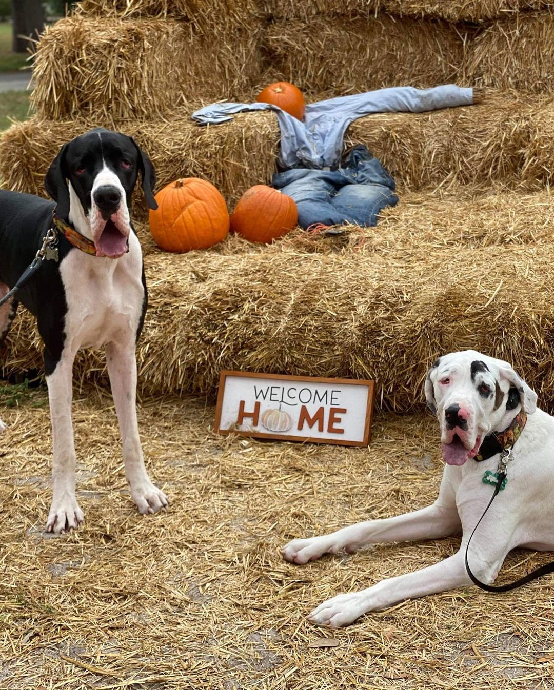 HAPPY TAILS UPDATE!! 

Y’all remember goofy Jace, right? Well he’s living the south Florida beach life now, his new name is Colt and he’s found his forever family with Ashley and George and new dane sister, Athena! The dynamic drool duo are already two peas in a pod together!! 

We are so excited for him! ❤️🐾🙌 So without further ado, everyone please shout out: “Welcome home Colt!” 

@athenathehousecow <a target='_blank' href='https://www.instagram.com/explore/tags/greatdane/'>#greatdane</a> <a target='_blank' href='https://www.instagram.com/explore/tags/greatdanesofinstagram/'>#greatdanesofinstagram</a> <a target='_blank' href='https://www.instagram.com/explore/tags/danesofinstagram/'>#danesofinstagram</a> <a target='_blank' href='https://www.instagram.com/explore/tags/rescuedane/'>#rescuedane</a> <a target='_blank' href='https://www.instagram.com/explore/tags/rescuesofinstagram/'>#rescuesofinstagram</a> <a target='_blank' href='https://www.instagram.com/explore/tags/dogsofinstagram/'>#dogsofinstagram</a> <a target='_blank' href='https://www.instagram.com/explore/tags/greatdanelove/'>#greatdanelove</a>