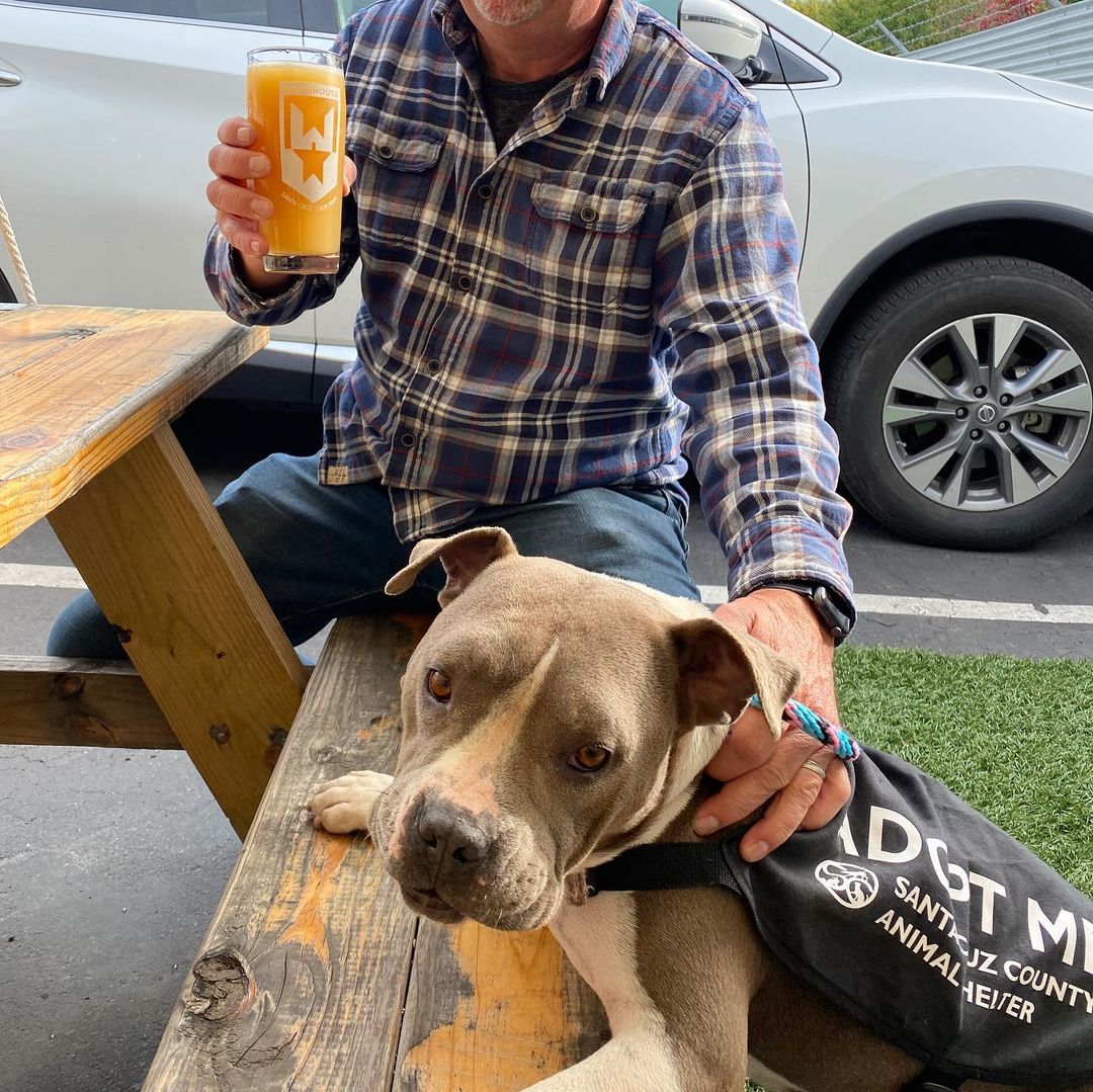 Meet adoptable Priscilla the pocket pittie🥰❤️

She is so adorable and was such a good girl on her outing this afternoon with a couple of volunteers to @woodhousebrews in Santa Cruz. She really was the belle of the ball.

Priscilla was found as a stray and is ready for her new family to come meet her. Priscilla is approximately 4 years old and is the cutest little low rider pittie we have had available for adoption in awhile. Come meet her this weekend! We are open 12-5 pm.

Adoptions are first come, first served! Please view available animals on our website at www.scanimalshelter.org (link in Bio) and then visit the Shelter at 1001 Rodriguez Street in Santa Cruz to turn in your application. All adoptions require proof of home ownership or landlord approval. Please have this email information prepared. If an animal is in Foster Care, please bring in your adoption application and schedule an appointment to meet the animal. Please call 831-454-7200 between 10 am and 6 pm. We are open from 12-5 pm seven days a week. 

Thank you for your support! The Santa Cruz County Animal Shelter is an open admission—or open door—animal shelter. This means that we will not turn away any animal that comes to our doors.

<a target='_blank' href='https://www.instagram.com/explore/tags/adopt/'>#adopt</a> <a target='_blank' href='https://www.instagram.com/explore/tags/adoptshelterpets/'>#adoptshelterpets</a> <a target='_blank' href='https://www.instagram.com/explore/tags/adoptdontshop/'>#adoptdontshop</a> <a target='_blank' href='https://www.instagram.com/explore/tags/savelives/'>#savelives</a> <a target='_blank' href='https://www.instagram.com/explore/tags/sccas/'>#sccas</a> <a target='_blank' href='https://www.instagram.com/explore/tags/scanimalshelter/'>#scanimalshelter</a> <a target='_blank' href='https://www.instagram.com/explore/tags/santacruzcountyanimalshelter/'>#santacruzcountyanimalshelter</a> <a target='_blank' href='https://www.instagram.com/explore/tags/santacruzanimalshelter/'>#santacruzanimalshelter</a> <a target='_blank' href='https://www.instagram.com/explore/tags/makeadifference/'>#makeadifference</a> <a target='_blank' href='https://www.instagram.com/explore/tags/santacruzlife/'>#santacruzlife</a> <a target='_blank' href='https://www.instagram.com/explore/tags/volunteer/'>#volunteer</a> <a target='_blank' href='https://www.instagram.com/explore/tags/bekindtoanimals/'>#bekindtoanimals</a> <a target='_blank' href='https://www.instagram.com/explore/tags/opendooropenheart/'>#opendooropenheart</a> <a target='_blank' href='https://www.instagram.com/explore/tags/spayandneuter/'>#spayandneuter</a> <a target='_blank' href='https://www.instagram.com/explore/tags/rescueismyfavoritebreed/'>#rescueismyfavoritebreed</a> <a target='_blank' href='https://www.instagram.com/explore/tags/community/'>#community</a> <a target='_blank' href='https://www.instagram.com/explore/tags/giveback/'>#giveback</a> <a target='_blank' href='https://www.instagram.com/explore/tags/givethanks/'>#givethanks</a>