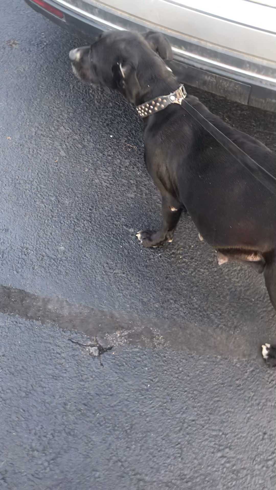 Abandoned deep in the woods until she was found by @walt_reutzel and rescued by @tiffany.pistole Miss Zelda is safe and warm at @sacpets 

We are hoping the x-Ray shows how many puppies she’s carrying and how close she is to delivery ❤️ 

You’re safe now, momma, and so are your babies!

<a target='_blank' href='https://www.instagram.com/explore/tags/ricopetrecovery/'>#ricopetrecovery</a> <a target='_blank' href='https://www.instagram.com/explore/tags/werescue/'>#werescue</a> <a target='_blank' href='https://www.instagram.com/explore/tags/thisisrescue/'>#thisisrescue</a> <a target='_blank' href='https://www.instagram.com/explore/tags/abandoneddog/'>#abandoneddog</a> <a target='_blank' href='https://www.instagram.com/explore/tags/dogsinneed/'>#dogsinneed</a> <a target='_blank' href='https://www.instagram.com/explore/tags/rescuedog/'>#rescuedog</a> <a target='_blank' href='https://www.instagram.com/explore/tags/adoptdontshop/'>#adoptdontshop</a> <a target='_blank' href='https://www.instagram.com/explore/tags/fosteringsaveslives/'>#fosteringsaveslives</a> <a target='_blank' href='https://www.instagram.com/explore/tags/rescuepets/'>#rescuepets</a> <a target='_blank' href='https://www.instagram.com/explore/tags/welovedogs/'>#welovedogs</a>