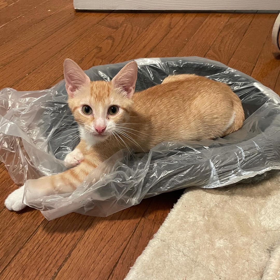 Looks like somebody wanted his new cat bed opened! Whether your Caturday plans include doing laundry, sleeping on the couch, or scaling new heights these kittens hope you have a great weekend!

This fun bunch is also ready for adoption!

Apply here: 
http://bit.ly/btcradopt

<a target='_blank' href='https://www.instagram.com/explore/tags/catrescue/'>#catrescue</a> <a target='_blank' href='https://www.instagram.com/explore/tags/bronxcats/'>#bronxcats</a> <a target='_blank' href='https://www.instagram.com/explore/tags/donate/'>#donate</a> <a target='_blank' href='https://www.instagram.com/explore/tags/kittens/'>#kittens</a> <a target='_blank' href='https://www.instagram.com/explore/tags/kittensofinstagram/'>#kittensofinstagram</a> <a target='_blank' href='https://www.instagram.com/explore/tags/catrescue/'>#catrescue</a> <a target='_blank' href='https://www.instagram.com/explore/tags/rescueismyfavoritebreed/'>#rescueismyfavoritebreed</a> <a target='_blank' href='https://www.instagram.com/explore/tags/adoptdontshop/'>#adoptdontshop</a> <a target='_blank' href='https://www.instagram.com/explore/tags/donationsneeded/'>#donationsneeded</a> <a target='_blank' href='https://www.instagram.com/explore/tags/communitycats/'>#communitycats</a> <a target='_blank' href='https://www.instagram.com/explore/tags/nyccats/'>#nyccats</a> <a target='_blank' href='https://www.instagram.com/explore/tags/cats/'>#cats</a> <a target='_blank' href='https://www.instagram.com/explore/tags/bronx/'>#bronx</a> <a target='_blank' href='https://www.instagram.com/explore/tags/makeadifference/'>#makeadifference</a> <a target='_blank' href='https://www.instagram.com/explore/tags/rescue/'>#rescue</a>