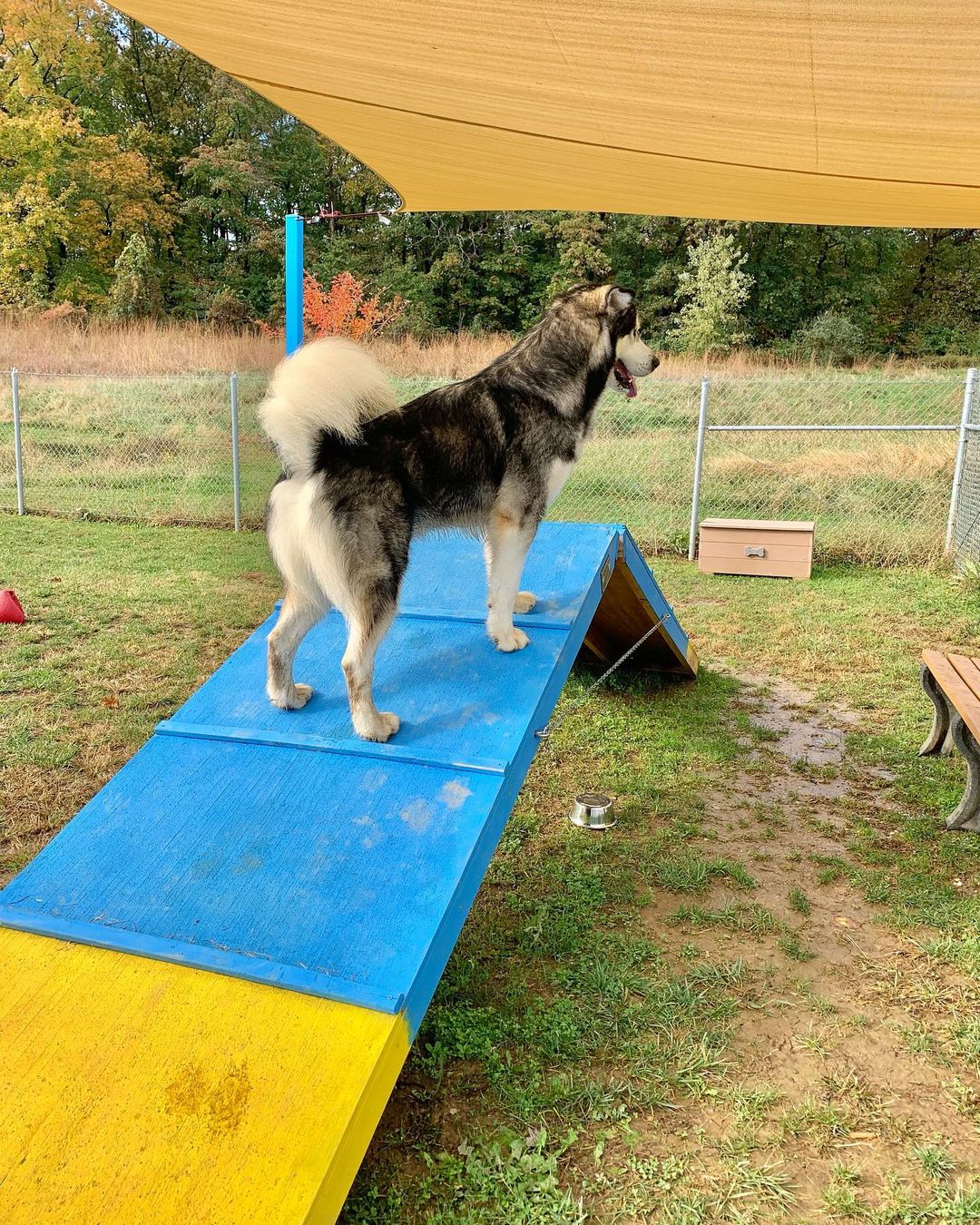 AVAILABLE FOR ADOPTION:  Zander shows us his agility skills 🐾♥️🐾🤩 he is a big boy & a sweetheart. <a target='_blank' href='https://www.instagram.com/explore/tags/chaampmalamutes/'>#chaampmalamutes</a> <a target='_blank' href='https://www.instagram.com/explore/tags/rescuedismyfavoritebreed/'>#rescuedismyfavoritebreed</a>
