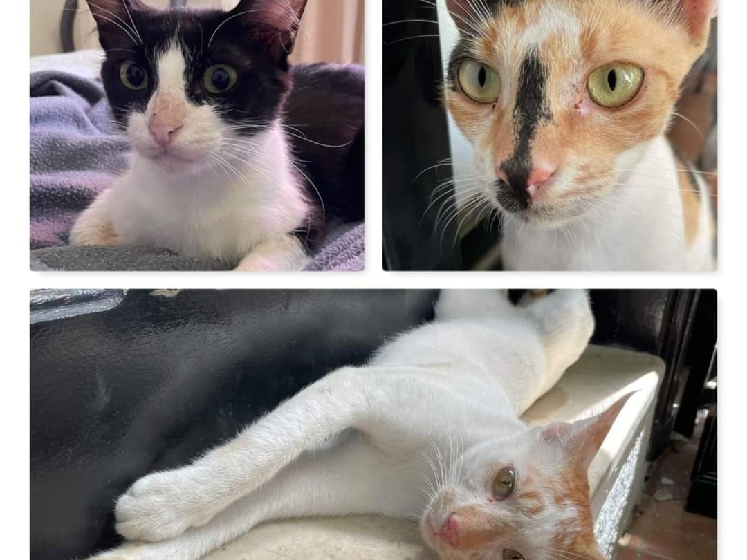 The Whole Cat and Kaboodle needs fosters!  At the moment we're looking for help with:⁣
⁣
-lots and lots of friendly farm cats whose owner passed away, not vetted, who'll need to be segregated from any resident pets.  These will arrive in stages, but beginning tomorrow, Saturday November 6.  They'll need to be fostered until we can get them vet appointments – likely a few weeks.⁣
⁣
-three vetted cats arriving on Friday November 12.  Two of them can likely be fostered together; the third may appreciate having her own space.  These cats can mix with resident pets, if provided a proper introduction and they seem to be getting along.  They just need a place to stay until we have room for them in our cat café (timeline unpredictable; likely a few weeks).⁣
⁣
-a mama plus four female kittens, arriving in Redmond on Saturday November 13.  These cats are NOT vetted yet, and will need to be segregated from any resident pets.  They need to be fostered till we can get them spayed and vetted; likely up to four weeks.⁣
⁣
-Marley was adopted from us a short while ago, but isn't getting along with the adopter's resident cat.  We're seeking a foster or foster-to-adopt situation for him where he can be the only pet.  He is a very sweet, extremely cute boy who just needs to be your one and only. ⁣
⁣
If you can provide a soft landing spot for any of these cats, please visit http://www.thewhole-cat.com/fostering to fill out a foster agreement, and PLEASE add adoptionsthewholecat@gmail.com to your contacts list (unfortunately, many of our emails wind up in the spam folder). Or if you've already signed up to foster with us and you can help with any of these, please send us an email, or call 425-307-1008 and ask to speak to an Adoptions team member.⁣
⁣
<a target='_blank' href='https://www.instagram.com/explore/tags/PNWcat/'>#PNWcat</a> <a target='_blank' href='https://www.instagram.com/explore/tags/adoptdontshop/'>#adoptdontshop</a> <a target='_blank' href='https://www.instagram.com/explore/tags/catsofinstagram/'>#catsofinstagram</a> <a target='_blank' href='https://www.instagram.com/explore/tags/catsofig/'>#catsofig</a> <a target='_blank' href='https://www.instagram.com/explore/tags/instacat/'>#instacat</a> <a target='_blank' href='https://www.instagram.com/explore/tags/seattlecatsofinstagram/'>#seattlecatsofinstagram</a> <a target='_blank' href='https://www.instagram.com/explore/tags/redmondcatsofinstagram/'>#redmondcatsofinstagram</a> <a target='_blank' href='https://www.instagram.com/explore/tags/gato/'>#gato</a> <a target='_blank' href='https://www.instagram.com/explore/tags/neko/'>#neko</a> <a target='_blank' href='https://www.instagram.com/explore/tags/chat/'>#chat</a> <a target='_blank' href='https://www.instagram.com/explore/tags/kedi/'>#kedi</a> <a target='_blank' href='https://www.instagram.com/explore/tags/cat/'>#cat</a> <a target='_blank' href='https://www.instagram.com/explore/tags/rescuedismyfavoritebreed/'>#rescuedismyfavoritebreed</a> <a target='_blank' href='https://www.instagram.com/explore/tags/instacats/'>#instacats</a> <a target='_blank' href='https://www.instagram.com/explore/tags/meow/'>#meow</a> <a target='_blank' href='https://www.instagram.com/explore/tags/kitty/'>#kitty</a> <a target='_blank' href='https://www.instagram.com/explore/tags/kittycat/'>#kittycat</a> <a target='_blank' href='https://www.instagram.com/explore/tags/instapet/'>#instapet</a> <a target='_blank' href='https://www.instagram.com/explore/tags/instakitty/'>#instakitty</a> <a target='_blank' href='https://www.instagram.com/explore/tags/cutecat/'>#cutecat</a> <a target='_blank' href='https://www.instagram.com/explore/tags/cutecats/'>#cutecats</a> <a target='_blank' href='https://www.instagram.com/explore/tags/cats/'>#cats</a> <a target='_blank' href='https://www.instagram.com/explore/tags/catstagram/'>#catstagram</a>  <a target='_blank' href='https://www.instagram.com/explore/tags/supportsmallbusiness/'>#supportsmallbusiness</a> <a target='_blank' href='https://www.instagram.com/explore/tags/smallbusiness/'>#smallbusiness</a> <a target='_blank' href='https://www.instagram.com/explore/tags/catcafe/'>#catcafe</a>