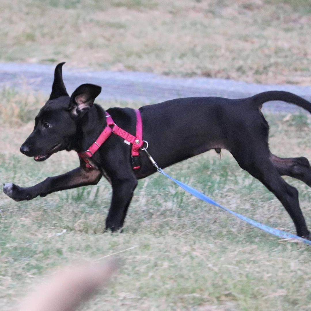 *******. 🏡 ADOPTED! *******

Meet Jinbo! (<a target='_blank' href='https://www.instagram.com/explore/tags/adoptable/'>#adoptable</a> in NY)
.
Quick Facts:
~4 months old
Male
23 lbs
Weimaraner-FMD Mix
✔️Good with other dogs
✔️Good with people and kids
✔️Good with cats
✔️Good in cars
✔️Housebroken
✔️Vaccinated and neutered 
✔️Microchipped
.
Jinbo was a stray puppy in Taiwan, wondering about a cement factory with his stray mama dog, Lady, and his two brothers. Lady and the puppies were in poor condition and malnourished in the life of a stray. Luckily, our Taiwan rescue partners took them in and placed them in loving foster homes. 
.
Jinbo is smart, affectionate, obedient, and loyal. He learns very quickly and adjusts to new environments easily. He is good with strangers, kids, dogs, and even cats. Jinbo is potty and crate trained. He looks forward to his daily walks and playtime at the park with other dogs! 
.
If Jinbo sounds like the right pup for you, apply at 👉🏻 harasf.org/application
.
<a target='_blank' href='https://www.instagram.com/explore/tags/rescue/'>#rescue</a> <a target='_blank' href='https://www.instagram.com/explore/tags/rescuedog/'>#rescuedog</a> <a target='_blank' href='https://www.instagram.com/explore/tags/adoptme/'>#adoptme</a> <a target='_blank' href='https://www.instagram.com/explore/tags/adoptable/'>#adoptable</a> <a target='_blank' href='https://www.instagram.com/explore/tags/adopt/'>#adopt</a> <a target='_blank' href='https://www.instagram.com/explore/tags/adoptabledog/'>#adoptabledog</a> <a target='_blank' href='https://www.instagram.com/explore/tags/newyork/'>#newyork</a> <a target='_blank' href='https://www.instagram.com/explore/tags/nyc/'>#nyc</a> <a target='_blank' href='https://www.instagram.com/explore/tags/adoptabledogsinnyc/'>#adoptabledogsinnyc</a> <a target='_blank' href='https://www.instagram.com/explore/tags/FMD/'>#FMD</a> <a target='_blank' href='https://www.instagram.com/explore/tags/taiwandog/'>#taiwandog</a> <a target='_blank' href='https://www.instagram.com/explore/tags/formosanmountaindog/'>#formosanmountaindog</a> <a target='_blank' href='https://www.instagram.com/explore/tags/weimaraner/'>#weimaraner</a>