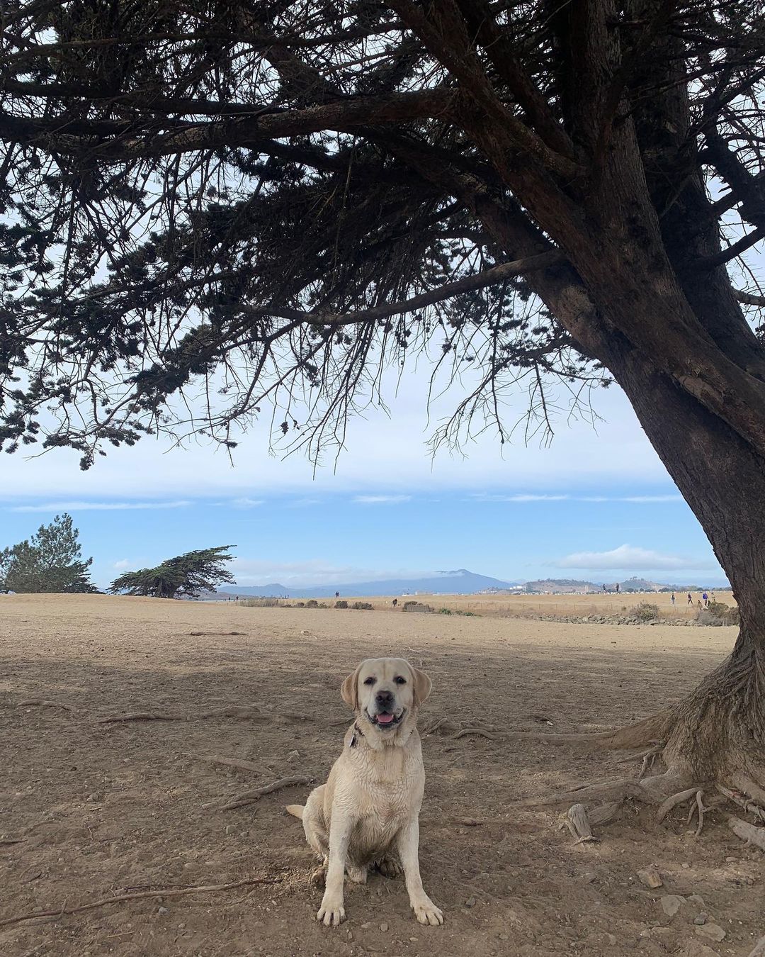 Strong, now Gobi, has found his forever home! 💕

“Gobi (FKA Strong) has been a shining light of brightness everywhere he goes! On walks, he gets the smiles from all the people, and at the dog park, he loves to take in the smells and enjoy the company of other pups. We are still working on leash manners, but he loves his snacks and treats so much that it’s usually not difficult to get his attention. He’s a retriever, so naturally, he likes to retrieve...but only on his terms. He’d rather be retrieving Dad’s sock from behind the couch over a tennis ball, but he means well. Gobi is a big dog (80 lbs!) with an even bigger heart. He’s got so much love to give and we can’t wait to give him all our love back. Thanks so much!”