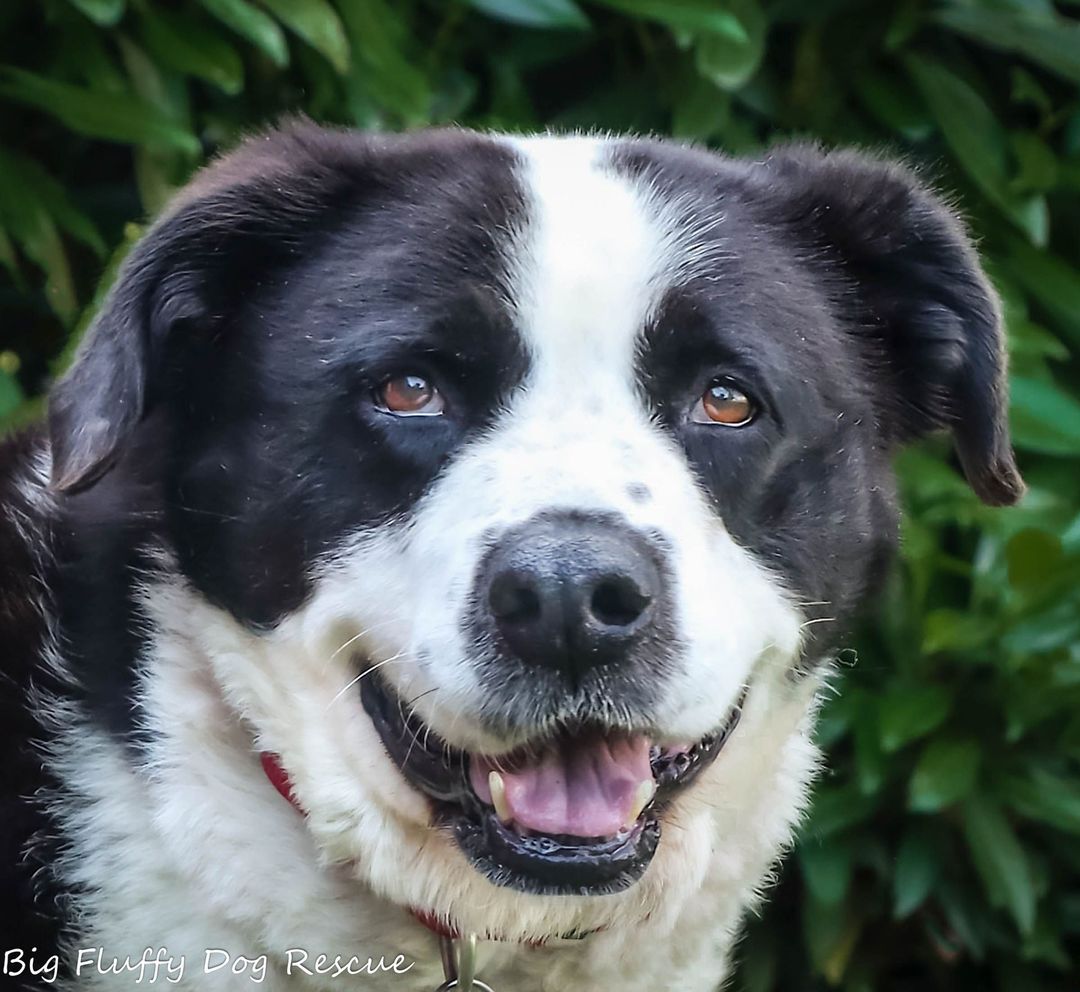 Happy weekend, kids. So, I have a present for you. This is Carnie, an 8 year old, 85 pound Saint Bernard mix.  I cannot honestly say what she is mixed with, but her owner said Saint mix, and I can kind of see it, so we'll roll with it. ⠀
⠀
Carnie came in with her two sisters and they had not been cared for with great diligence as they had been largely left in a field. When they sold the farm, the dogs came to us. She came in to rescue heartworm positive which required treatment which has been done and she is ready to go home. ⠀
⠀
Carnie has taken to indoor life well. She enjoys life at 72 degrees and she is completely happy to experience all its hedonistic pleasures like fluffy dog beds and fleece throws.  Carnie needs a home with laid back people who want a laid back dog. If she was any more laid back, we'd have to check for a pulse. She is generally fine with dogs but prefers they not be in her face because she is way too chill to have some puppy harsh her mellow. She is fine with dog savvy cats who know that the bed is hers. She would be fine with kids over 8. In short, she's a really nice dog.⠀
⠀
I would like to see her go to a home with a fenced yard where she can amble when she feels like it, maybe a deck she can hang out on to put her nose in the wind on nice sunny days and someone to adore her. If she has a dog friend to share the deck with, fine, but she would also be OK on her own. She definitely needs petting and a dog bed with an ample supply of snacks. ⠀
⠀
This dog is currently in Nashville but can travel anywhere we do. Interested would be adopters should email jay@bigfluffydogs.com. ⠀
⠀
Spread the word for her please. ⠀
⠀
<a target='_blank' href='https://www.instagram.com/explore/tags/ruffpost/'>#ruffpost</a> <a target='_blank' href='https://www.instagram.com/explore/tags/buzzfeedanimals/'>#buzzfeedanimals</a> <a target='_blank' href='https://www.instagram.com/explore/tags/dogsofinsta/'>#dogsofinsta</a> <a target='_blank' href='https://www.instagram.com/explore/tags/mustlovedogs/'>#mustlovedogs</a> <a target='_blank' href='https://www.instagram.com/explore/tags/dogsrule/'>#dogsrule</a> <a target='_blank' href='https://www.instagram.com/explore/tags/dogchild/'>#dogchild</a>  <a target='_blank' href='https://www.instagram.com/explore/tags/aww/'>#aww</a>  <a target='_blank' href='https://www.instagram.com/explore/tags/dogsofinstagram/'>#dogsofinstagram</a> <a target='_blank' href='https://www.instagram.com/explore/tags/dailyfluff/'>#dailyfluff</a> <a target='_blank' href='https://www.instagram.com/explore/tags/bestwoof/'>#bestwoof</a> <a target='_blank' href='https://www.instagram.com/explore/tags/fluffydogs/'>#fluffydogs</a> <a target='_blank' href='https://www.instagram.com/explore/tags/ILoveMyDog/'>#ILoveMyDog</a> <a target='_blank' href='https://www.instagram.com/explore/tags/mansbestfriend/'>#mansbestfriend</a> <a target='_blank' href='https://www.instagram.com/explore/tags/dogsarethebest/'>#dogsarethebest</a> <a target='_blank' href='https://www.instagram.com/explore/tags/awwfeed/'>#awwfeed</a> <a target='_blank' href='https://www.instagram.com/explore/tags/inspiredbypets/'>#inspiredbypets</a> <a target='_blank' href='https://www.instagram.com/explore/tags/floppyears/'>#floppyears</a> <a target='_blank' href='https://www.instagram.com/explore/tags/dogsandpals/'>#dogsandpals</a> <a target='_blank' href='https://www.instagram.com/explore/tags/icanteven/'>#icanteven</a> <a target='_blank' href='https://www.instagram.com/explore/tags/dogmom/'>#dogmom</a> <a target='_blank' href='https://www.instagram.com/explore/tags/pupsofinstagram/'>#pupsofinstagram</a>  <a target='_blank' href='https://www.instagram.com/explore/tags/ilovemydoggy/'>#ilovemydoggy</a> <a target='_blank' href='https://www.instagram.com/explore/tags/dogsruletheworld/'>#dogsruletheworld</a> <a target='_blank' href='https://www.instagram.com/explore/tags/dogsmakeeverythingbetter/'>#dogsmakeeverythingbetter</a> <a target='_blank' href='https://www.instagram.com/explore/tags/bestdogever/'>#bestdogever</a> <a target='_blank' href='https://www.instagram.com/explore/tags/bestdogontheplanetearth/'>#bestdogontheplanetearth</a> <a target='_blank' href='https://www.instagram.com/explore/tags/bestdogintheworld/'>#bestdogintheworld</a> <a target='_blank' href='https://www.instagram.com/explore/tags/bigfluffydogs/'>#bigfluffydogs</a> <a target='_blank' href='https://www.instagram.com/explore/tags/happydoghappylife/'>#happydoghappylife</a> <a target='_blank' href='https://www.instagram.com/explore/tags/dogsrulestheworld/'>#dogsrulestheworld</a> ⠀
⠀
@the_promotion_hubs ⠀
@woofchewy.official ⠀
@world_pet__magazine⠀
@muddy_paws_promo