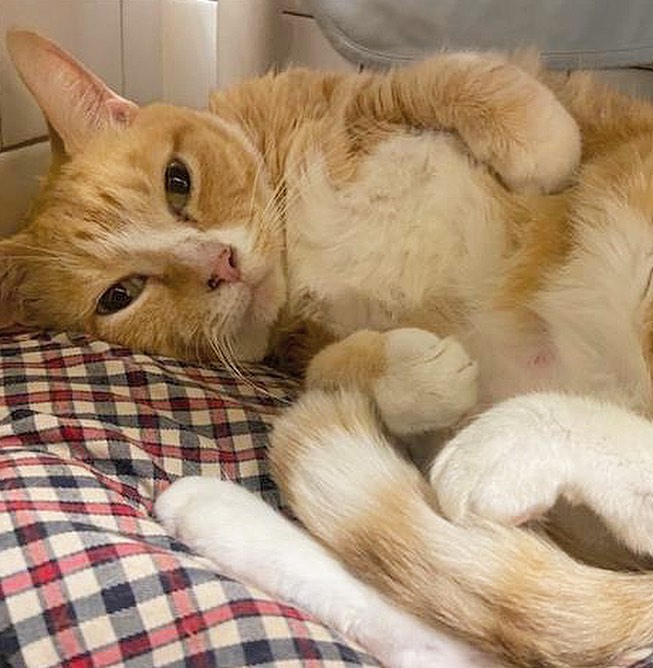 **Update: adopted!!**

Happy <a target='_blank' href='https://www.instagram.com/explore/tags/FelineFriday/'>#FelineFriday</a> from some of our orange 🐱s in Boston!
Head on over to the link in our bio to learn more about these cute guys & gals. ❤️
.
.
.
.
Image description: photos show 5 different photos of orange and white cats, ranging from kittens to adult cats.