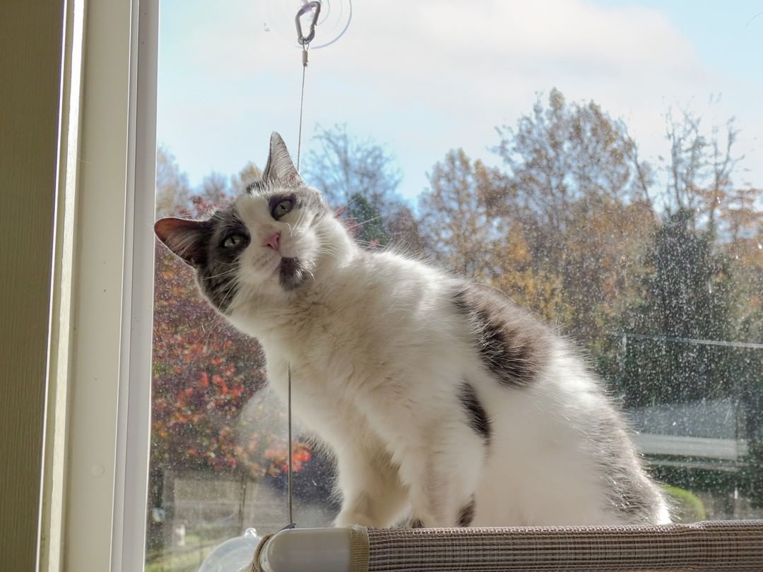 Happy Caturday 😸 Lainie, Rain, Peaches, Jillian, Tink, Tippy, Connie and Monique are enjoying the sunny morning in our Cattery but would much rather spend their days with you! These purrfect ladies are all spayed, vaccinated, microchipped and ready for furever homes 😻 <a target='_blank' href='https://www.instagram.com/explore/tags/adoptdontshop/'>#adoptdontshop</a> <a target='_blank' href='https://www.instagram.com/explore/tags/catsofinstgram/'>#catsofinstgram</a>