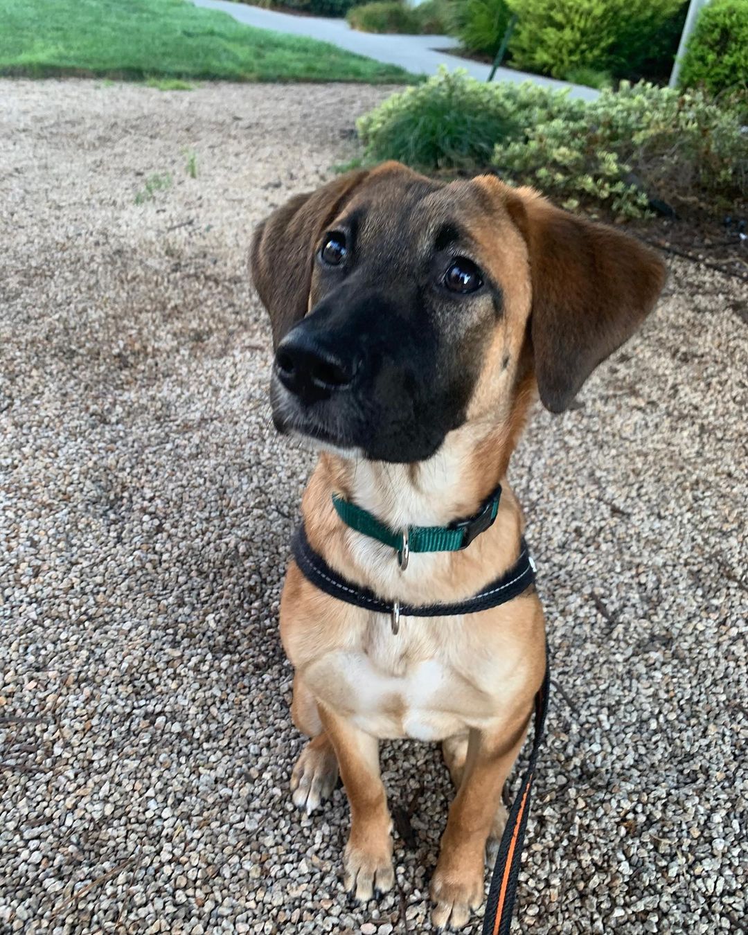 𝐄𝐌𝐄𝐑𝐘 🐕APPLICATION CLOSED
Age: 9 months old old
Gender: F
Weight: 42lbs
Breed: Shepherd/Hound mix
Dog: ✔️
Kids: ✔️
Cats: N/A
House-trained: ✔️
Crate trained: In Training
Leash: ✔️
Fostered In: Oakland, CA
____

Meet Emery! 🐶 Emery is an adorable 9 months old Shepherd/Hound mix puppy. Emery loves playing with other dogs outside and is great with people. She is working on walking on a leash, she does pull a bit and gets curious, but overall does great on walks. She knows basic commands: sit, shake, down, come, stay and is learning 