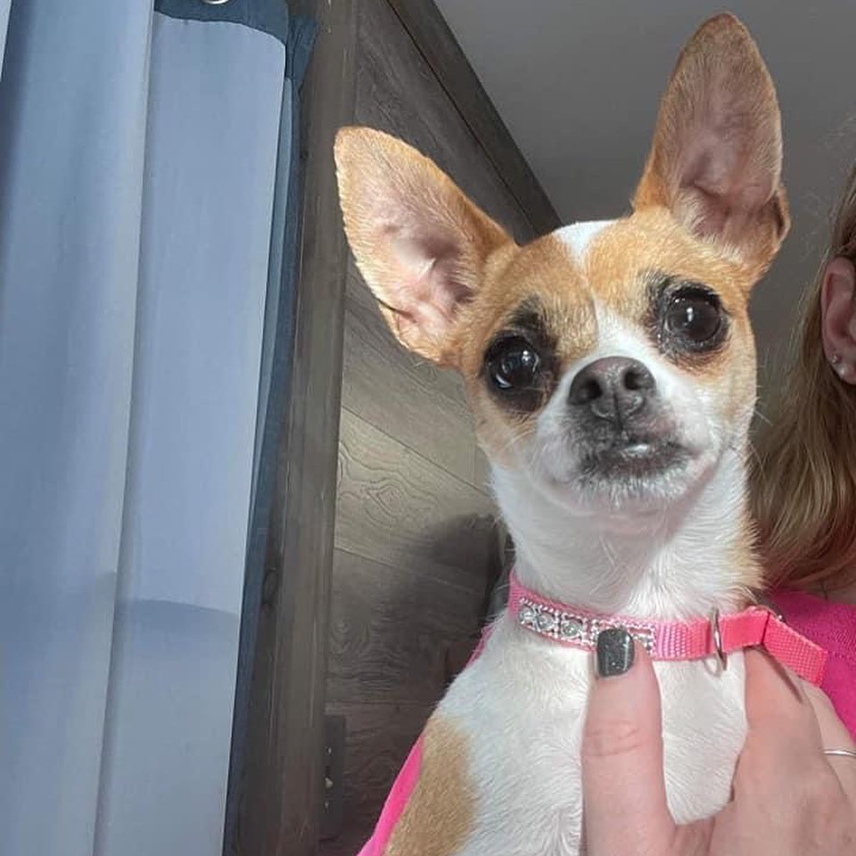 Meet Ellie Mae. She is 100% Chihuahua, complete with little dog syndrome. All 5 pounds of her is full of sass. 100% prefers women over men. She can get used to a man in the home, but it will take patience and lots of work. She needs a quiet adult home. No children under 10. She is house trained, crate trained, and will worship her main person. She is fine with other dogs. If you’d like to learn more or meet her, just fill out a non-binding adoption application at FORrescue.net. Email info@FORrescue.net with any questions. 
<a target='_blank' href='https://www.instagram.com/explore/tags/elliemae/'>#elliemae</a> <a target='_blank' href='https://www.instagram.com/explore/tags/chihuahua/'>#chihuahua</a> <a target='_blank' href='https://www.instagram.com/explore/tags/rescuedog/'>#rescuedog</a> <a target='_blank' href='https://www.instagram.com/explore/tags/fosterdog/'>#fosterdog</a> <a target='_blank' href='https://www.instagram.com/explore/tags/dog/'>#dog</a> <a target='_blank' href='https://www.instagram.com/explore/tags/dogsofinstagram/'>#dogsofinstagram</a> <a target='_blank' href='https://www.instagram.com/explore/tags/adoptdontshop/'>#adoptdontshop</a> <a target='_blank' href='https://www.instagram.com/explore/tags/spayandneuter/'>#spayandneuter</a> <a target='_blank' href='https://www.instagram.com/explore/tags/friendsofrescue/'>#friendsofrescue</a> <a target='_blank' href='https://www.instagram.com/explore/tags/forrescue/'>#forrescue</a>