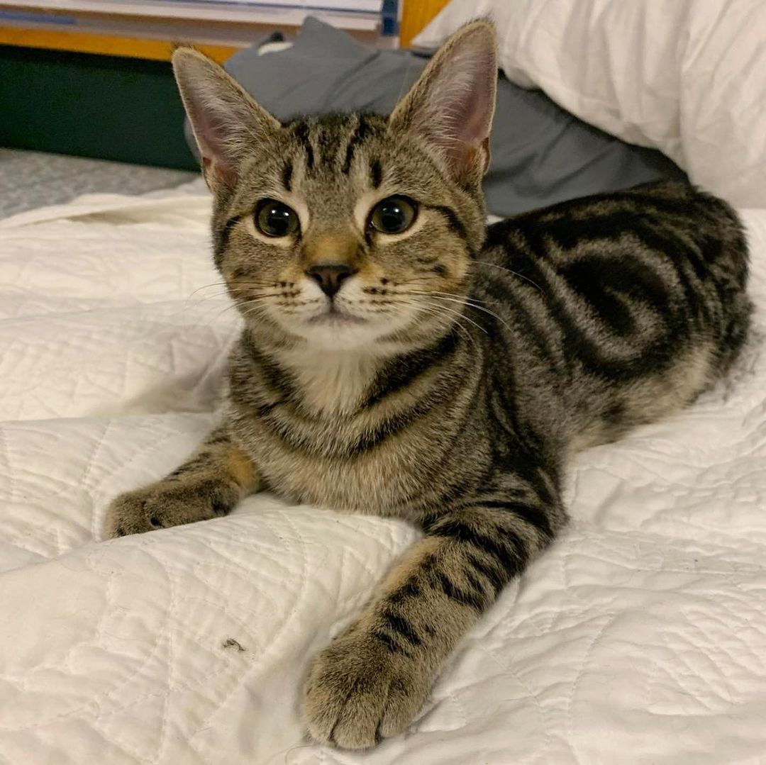 🐟🍟Fish and Chips are extremely photogenic sisters! Chips is the split face tortie and Fish is the tabby with the heart pattern on her side! Do you see it? Apply to adopt these cuties today!
.
.
.
<a target='_blank' href='https://www.instagram.com/explore/tags/splitfacecat/'>#splitfacecat</a> <a target='_blank' href='https://www.instagram.com/explore/tags/splitfacetortie/'>#splitfacetortie</a> <a target='_blank' href='https://www.instagram.com/explore/tags/tortiesofinstagram/'>#tortiesofinstagram</a> <a target='_blank' href='https://www.instagram.com/explore/tags/tortie/'>#tortie</a> <a target='_blank' href='https://www.instagram.com/explore/tags/catswiththeirtonguesout/'>#catswiththeirtonguesout</a> <a target='_blank' href='https://www.instagram.com/explore/tags/cutekittens/'>#cutekittens</a> <a target='_blank' href='https://www.instagram.com/explore/tags/kitten/'>#kitten</a> <a target='_blank' href='https://www.instagram.com/explore/tags/fosterkittens/'>#fosterkittens</a> <a target='_blank' href='https://www.instagram.com/explore/tags/fosteringsaveslives/'>#fosteringsaveslives</a> <a target='_blank' href='https://www.instagram.com/explore/tags/adoptdontshop/'>#adoptdontshop</a> <a target='_blank' href='https://www.instagram.com/explore/tags/catsofinstagram/'>#catsofinstagram</a> <a target='_blank' href='https://www.instagram.com/explore/tags/catsofcolumbus/'>#catsofcolumbus</a>