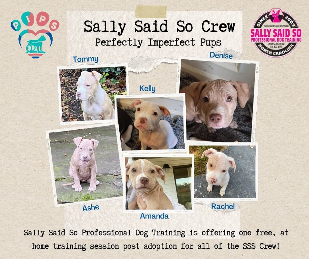 PIPs and Sally Said So! Professional Dog Training have partnered together and what better way to show our appreciation, than to name an entire litter after the SSS Dog Trainers - meet Tommy, Kelly, Denise, Ashe, Amanda and Rachel. 

Each of these pups will receive one free, in home training after they are adopted by a fantastic trainer at Sally Said So! Professional Dog Training!