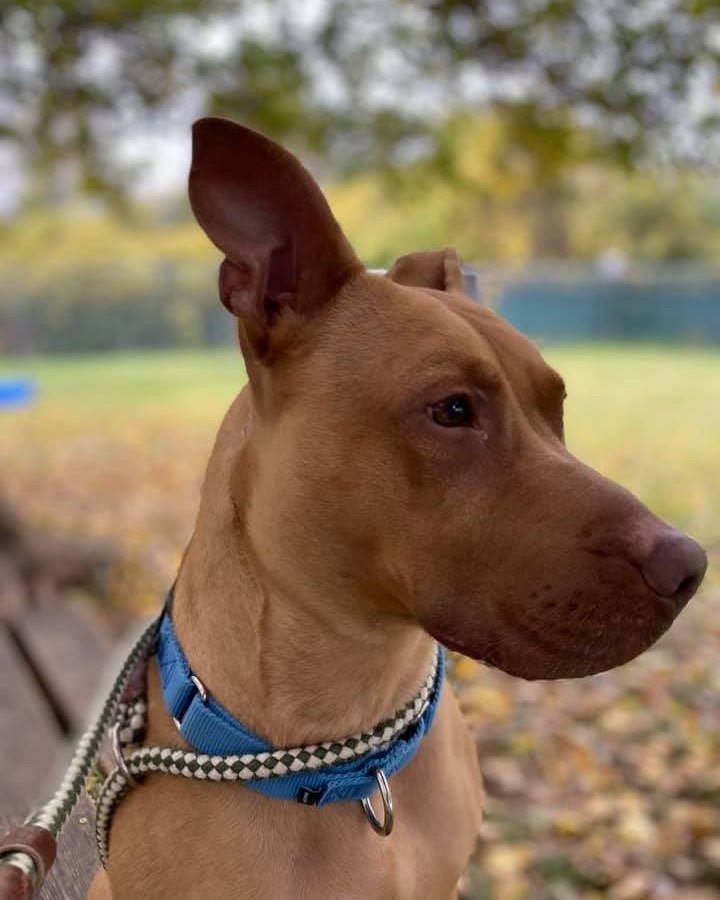 Good luck looking into these eyes and NOT falling in love! 👀❤️

Maple has been dreaming of a wonderful, loving home where she will be spoiled beyond belief, and we want to help her get there. She has not had the easiest life up until now, but you wouldn't know it from her sweet personality. Her favorite activity at the shelter is hanging out in the laundry room testing all the new toys and helping the humans fold blankets! Maple also loves going on hikes and playing in the yard with her chew toys. She would be best suited for a home without other animals and only older children. 

Apply to meet Maple here: fiveacresanimalshelter.org/adopt/adoptable-pets-dogs 🐾<a target='_blank' href='https://www.instagram.com/explore/tags/fiveacresanimalshelter/'>#fiveacresanimalshelter</a> <a target='_blank' href='https://www.instagram.com/explore/tags/safesoundandhomewardbound/'>#safesoundandhomewardbound</a> <a target='_blank' href='https://www.instagram.com/explore/tags/adoptdontshop/'>#adoptdontshop</a>