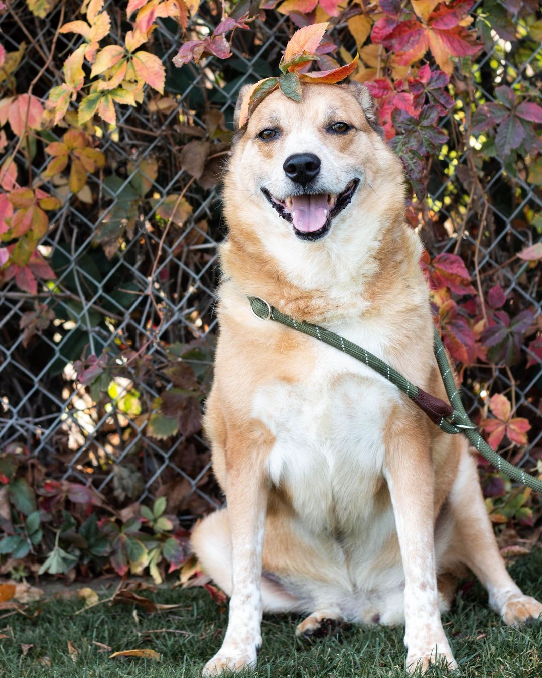 Eeyore (13875): Eeyore is a very sweet boy but is VERY shy and would need some time to come out of his shell. He was adopted from us back in 2013 but unfortunately his owner could no longer care for him so he was returned to VAC. He really enjoys going on walks even though he is a senior dog. He is a gentle giant and also loves the attention from anyone once he's comfortable. If you're interested in Eeyore, submit your online application (link in bio) or come meet him in person at our Dog Adoption Center! We're open daily from 10 AM - 4:30 PM.⠀
•⠀
•⠀⠀
•⠀⠀
<a target='_blank' href='https://www.instagram.com/explore/tags/fresno/'>#fresno</a> <a target='_blank' href='https://www.instagram.com/explore/tags/california/'>#california</a> <a target='_blank' href='https://www.instagram.com/explore/tags/valleyanimalcenter/'>#valleyanimalcenter</a> <a target='_blank' href='https://www.instagram.com/explore/tags/dogs/'>#dogs</a> <a target='_blank' href='https://www.instagram.com/explore/tags/adoptdontshop/'>#adoptdontshop</a> <a target='_blank' href='https://www.instagram.com/explore/tags/adopt/'>#adopt</a> <a target='_blank' href='https://www.instagram.com/explore/tags/dog/'>#dog</a> <a target='_blank' href='https://www.instagram.com/explore/tags/cute/'>#cute</a> <a target='_blank' href='https://www.instagram.com/explore/tags/love/'>#love</a> <a target='_blank' href='https://www.instagram.com/explore/tags/shelterpet/'>#shelterpet</a> <a target='_blank' href='https://www.instagram.com/explore/tags/nationalshelterpetsday/'>#nationalshelterpetsday</a> <a target='_blank' href='https://www.instagram.com/explore/tags/dogsofinstaworld/'>#dogsofinstaworld</a> <a target='_blank' href='https://www.instagram.com/explore/tags/dogsofig/'>#dogsofig</a> <a target='_blank' href='https://www.instagram.com/explore/tags/photography/'>#photography</a> <a target='_blank' href='https://www.instagram.com/explore/tags/photooftheday/'>#photooftheday</a> <a target='_blank' href='https://www.instagram.com/explore/tags/fall/'>#fall</a> <a target='_blank' href='https://www.instagram.com/explore/tags/fallleaves/'>#fallleaves</a>