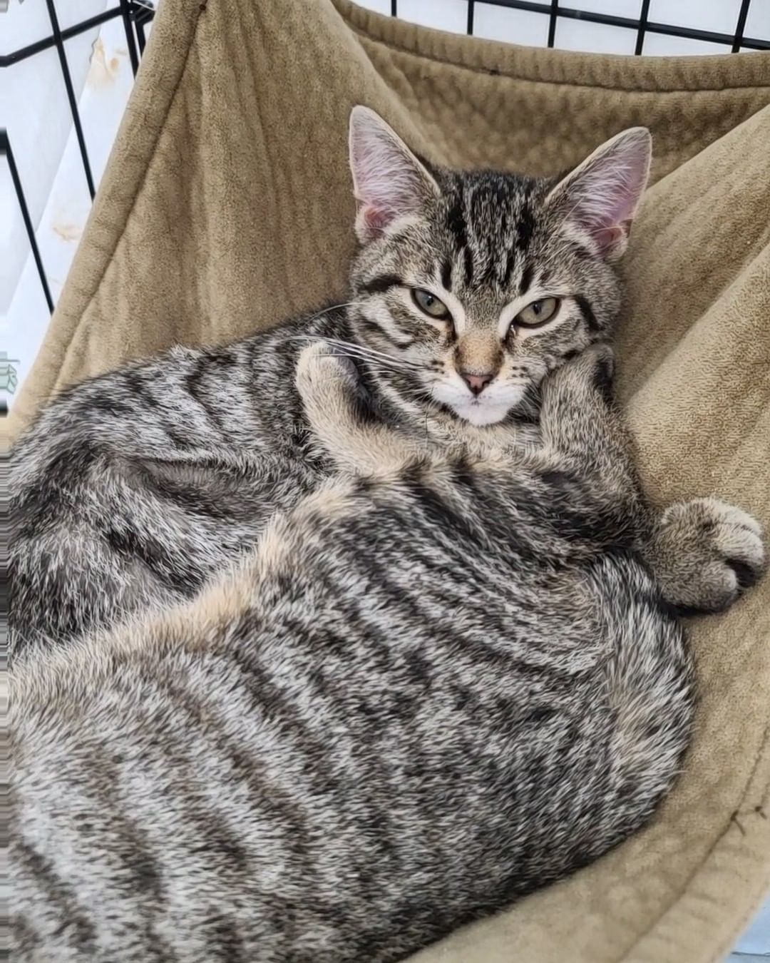 Beautiful Della and her kittens, Louie and Dewey are super sweet and ready for their forever homes!

All of our cats are spayed/neutered, tested for FIV/FeLV, flea treated, dewormed, and have had their age appropriate vaccines.