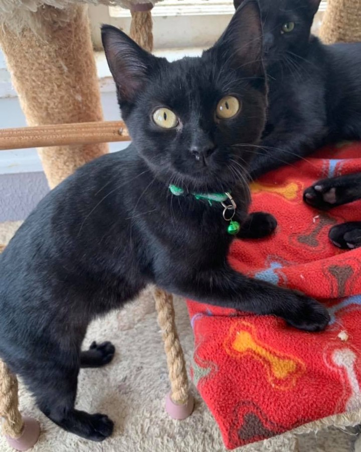 Our sixth black kitty for November is Fiji! This sweet girl is ready to give you all her attention when you walk into the kitten room. She’s been growing up at the shelter and desperately needs a family to call her own. Fiji is 6 months old, spayed, FIV/FELV negative and up to date on vaccines. To put in an application click on the link below. 

https://www.sbanimalrescue.org/adopt