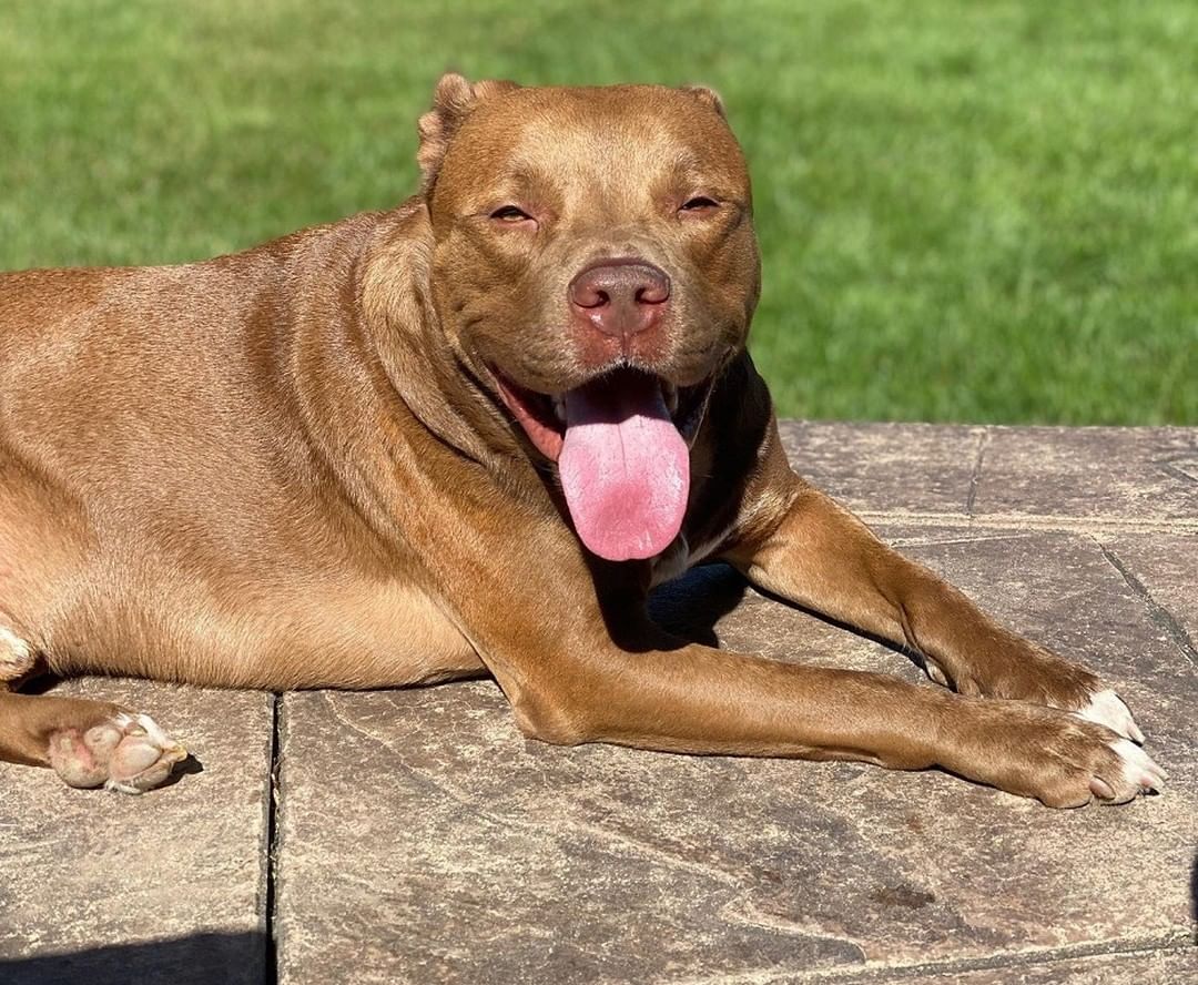 Happy Tongue out Tuesday!!!!!

Our handsome hunk of chocolate love Charlie sure loves to show off his tongue. He is a  5 year old Lab/Terrier mix who was found with 2 other dogs a few months ago in the backyard of an abandoned house without shelter or food. We were asked to take him into our rescue and without hesitation we said yes!! Charlie is such a sweetheart!! 

He loves to play with balls, adores getting attention from humans and loves belly rubs. He really loves peanut butter bones and going for car rides. Charlie would love to find a home that will allow him to live his best life and be a treasured part of a family.