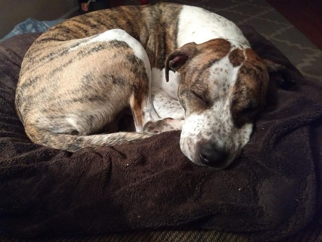 Murphy (now Obidiah, or Obi) wanted to stop by to tell us how great life is with his new mom and dad; but he’s exhausted from playing.  His mom tells us he’s so sweet and loveable (but we already knew that!). We’re pretty sure he’s dreaming of his shelter friends finding their forever homes soon!