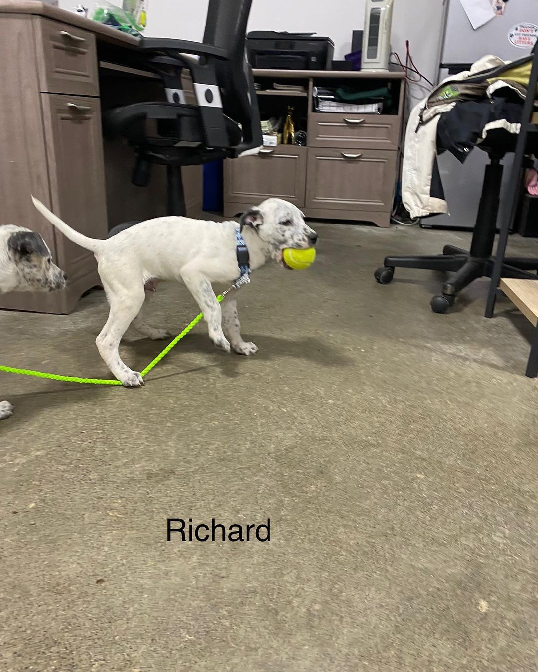 KARE has puppies!! Heeler mixes and lab mixes! Both litters around 10-11 weeks old. Please visit our website for a list of all adoptable puppies and dogs! https://nwkare.org/educate-advocate-rehabilitate/rescue/