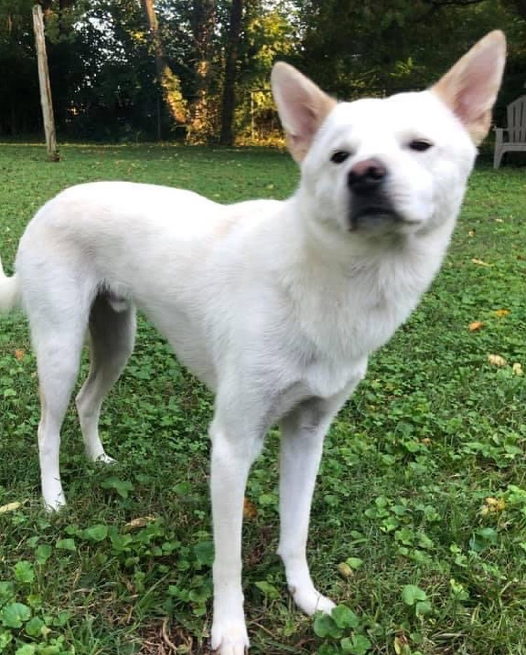 Meet Soju! He is a Korean jindo mix, who is actually from South Korea. He weighs 31 pounds, and is a year and half old. He is house trained and has been crated before, but does great outside of it! He can be energetic, but calm me easily. Extremely fast and agile. He gets along great with other dogs and even cats. He loves toys. His favorite toy is his rubber duck. He knows several tricks and learns easily! He is a great dog all around very well behaved! 

Soju is being fostered in Huntsville, Alabama. He is up to date on vaccines and preventatives, microchipped, and neutered. If you’re interested in meeting Soju, just fill out a non-binding adoption application at FORrescue.net. Email info@FORrescue.net with any questions. 
<a target='_blank' href='https://www.instagram.com/explore/tags/soju/'>#soju</a> <a target='_blank' href='https://www.instagram.com/explore/tags/jindomix/'>#jindomix</a> <a target='_blank' href='https://www.instagram.com/explore/tags/rescuedog/'>#rescuedog</a> <a target='_blank' href='https://www.instagram.com/explore/tags/fosterdog/'>#fosterdog</a> <a target='_blank' href='https://www.instagram.com/explore/tags/dog/'>#dog</a> <a target='_blank' href='https://www.instagram.com/explore/tags/dogsofinstagram/'>#dogsofinstagram</a> <a target='_blank' href='https://www.instagram.com/explore/tags/adoptdontshop/'>#adoptdontshop</a> <a target='_blank' href='https://www.instagram.com/explore/tags/spayandneuter/'>#spayandneuter</a> <a target='_blank' href='https://www.instagram.com/explore/tags/friendsofrescue/'>#friendsofrescue</a> <a target='_blank' href='https://www.instagram.com/explore/tags/forrescue/'>#forrescue</a>