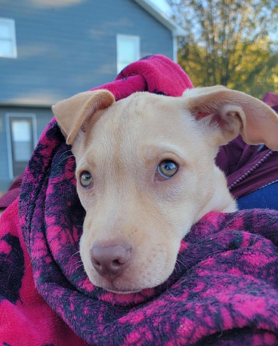 🐾 Hi!  My name is Sadie & I’m currently hamming it up at my Foster family’s house.  I love being snuggled & have even slept through the night a few times.  As much as I love my Foster Mom & Foster Dad, I’m ready to find a family to call my own.  if you’d like to learn more about me & are interested in meeting me, please fill out an application -

https://www.pupandcatco.com/application/. 🐾