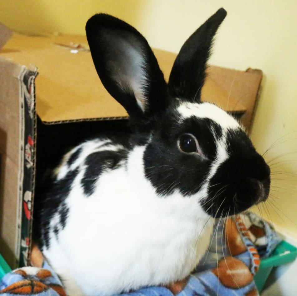 Looking for a weekend bud? 🤔
.
Then meet today's <a target='_blank' href='https://www.instagram.com/explore/tags/FosterFriday/'>#FosterFriday</a> friend, Barnaby the bun! 🐰
.
His foster says, 