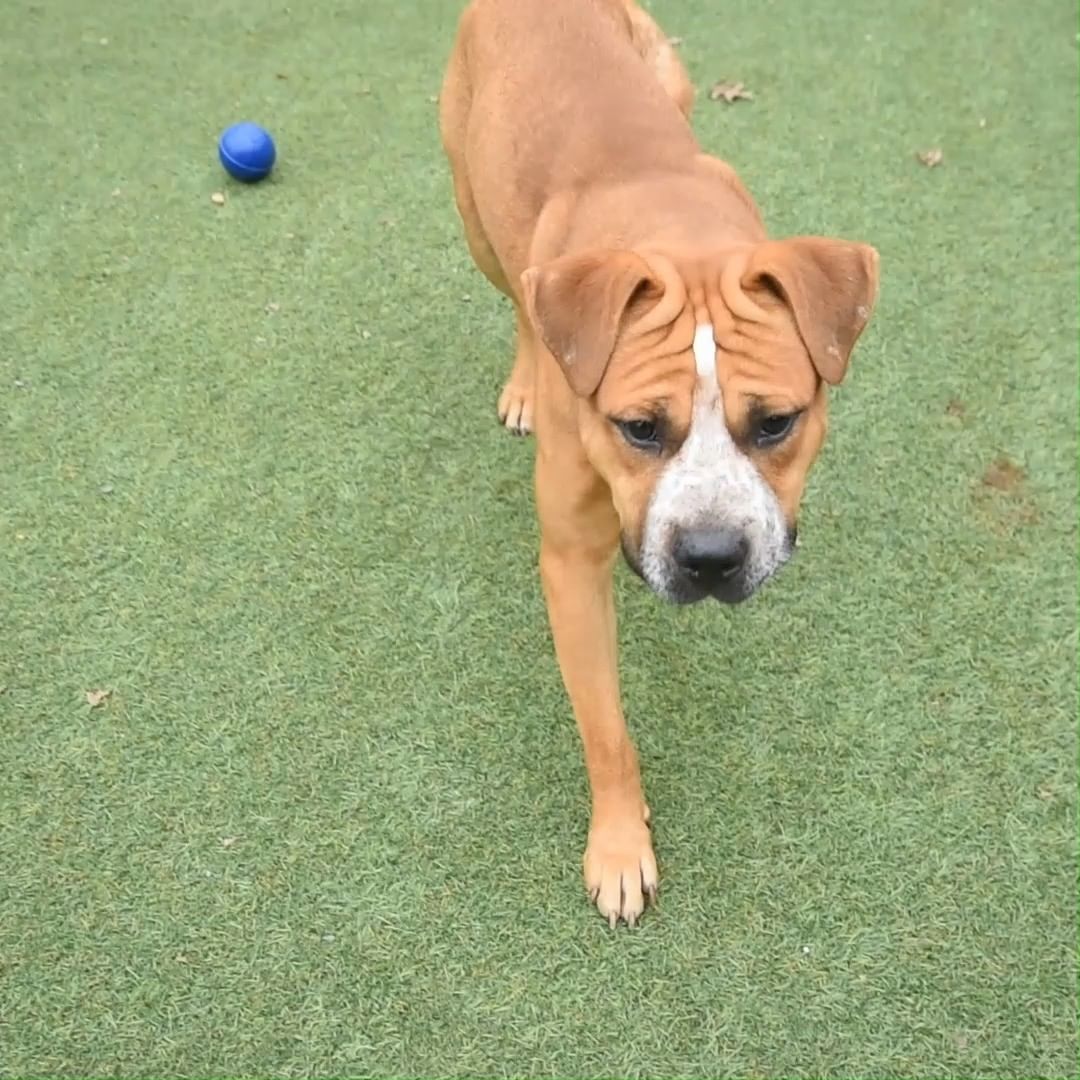 Meet Lex Luther! This squishy faced love bug is no villain however, he doesn't want to take over Metropolis, just your heart...and maybe your sofa. 

This 3 year old handsome fella is a larger sized, playful happy guy who, as you can see, loves cuddles more than anything. He has got along well with his dog friends here at the shelter and loves making new friends.

If you would like to meet Lex Luther or learn more about him visit bit.ly/FCASLexLuther

<a target='_blank' href='https://www.instagram.com/explore/tags/NoPlaceLikeAHome/'>#NoPlaceLikeAHome</a> <a target='_blank' href='https://www.instagram.com/explore/tags/AdoptDontShop/'>#AdoptDontShop</a> <a target='_blank' href='https://www.instagram.com/explore/tags/OurCityOurAnimals/'>#OurCityOurAnimals</a> <a target='_blank' href='https://www.instagram.com/explore/tags/ATL/'>#ATL</a> <a target='_blank' href='https://www.instagram.com/explore/tags/In4LifeLine/'>#In4LifeLine</a> <a target='_blank' href='https://www.instagram.com/explore/tags/DogHairDontCare/'>#DogHairDontCare</a> <a target='_blank' href='https://www.instagram.com/explore/tags/DogsOfInstagram/'>#DogsOfInstagram</a> <a target='_blank' href='https://www.instagram.com/explore/tags/RescueDogsOfInstagram/'>#RescueDogsOfInstagram</a> <a target='_blank' href='https://www.instagram.com/explore/tags/FosteringSavesLives/'>#FosteringSavesLives</a> <a target='_blank' href='https://www.instagram.com/explore/tags/Adoption/'>#Adoption</a> <a target='_blank' href='https://www.instagram.com/explore/tags/Puppy/'>#Puppy</a> <a target='_blank' href='https://www.instagram.com/explore/tags/PuppiesOfInstagram/'>#PuppiesOfInstagram</a>