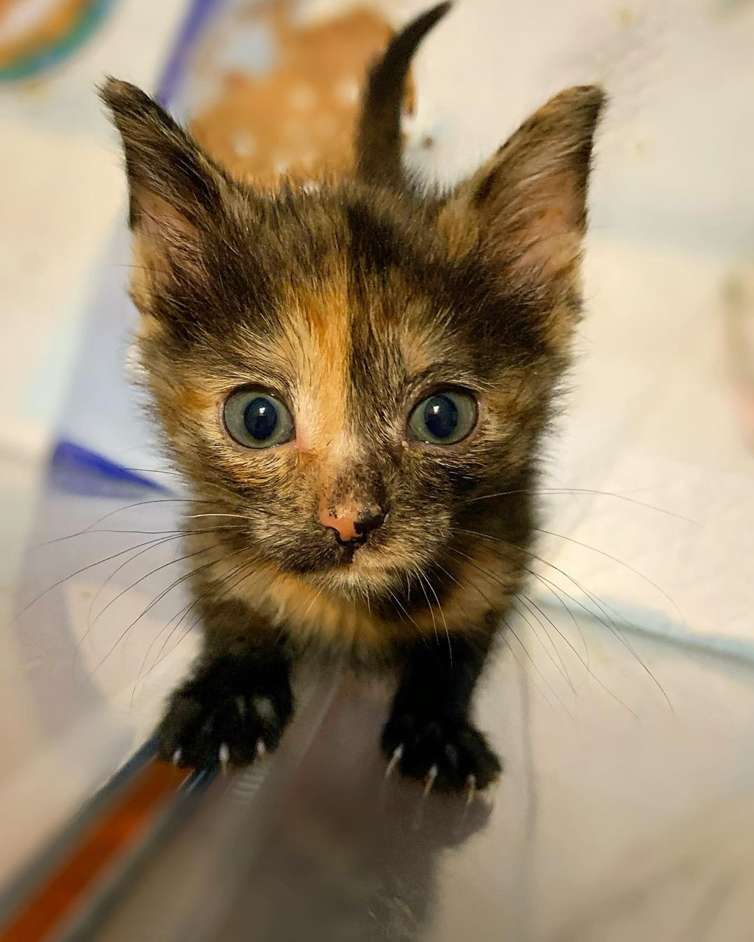 Oh um… haii there! Do youz like my widdle murder mittens???

I’m being spoiled with an amazing <a target='_blank' href='https://www.instagram.com/explore/tags/smittenkittenclub/'>#smittenkittenclub</a> foster and will be available for adoption once imz big and strong (and fully vetted). Follow to watch my journey to a forever home! 🥰
HAPPY CATURDAY