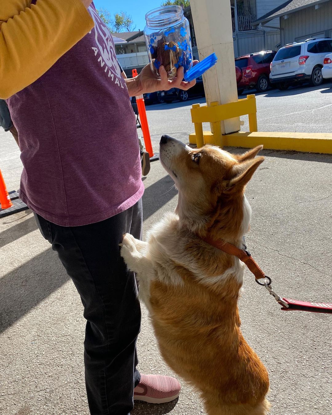 We had a nice turn out to yesterday’s Healthy Pets For All - a free wellness pop up clinic in Felton.

Thank you to Mountain Community Resources @puentes_sc 🙏 for allowing us to use their premises and to spread the word to the local <a target='_blank' href='https://www.instagram.com/explore/tags/community/'>#community</a> of our free service. Also thank you to the veterinarian, RVT and volunteers who came to help🙏

We were happy to assist the SLV residents by providing care to their pets. Check out some of the amazing humans and their just as amazing pets we served!

Stay tuned to more Healthy Pets For All dates in 2022!

For more information on services we offer go to our website (link in Bio).