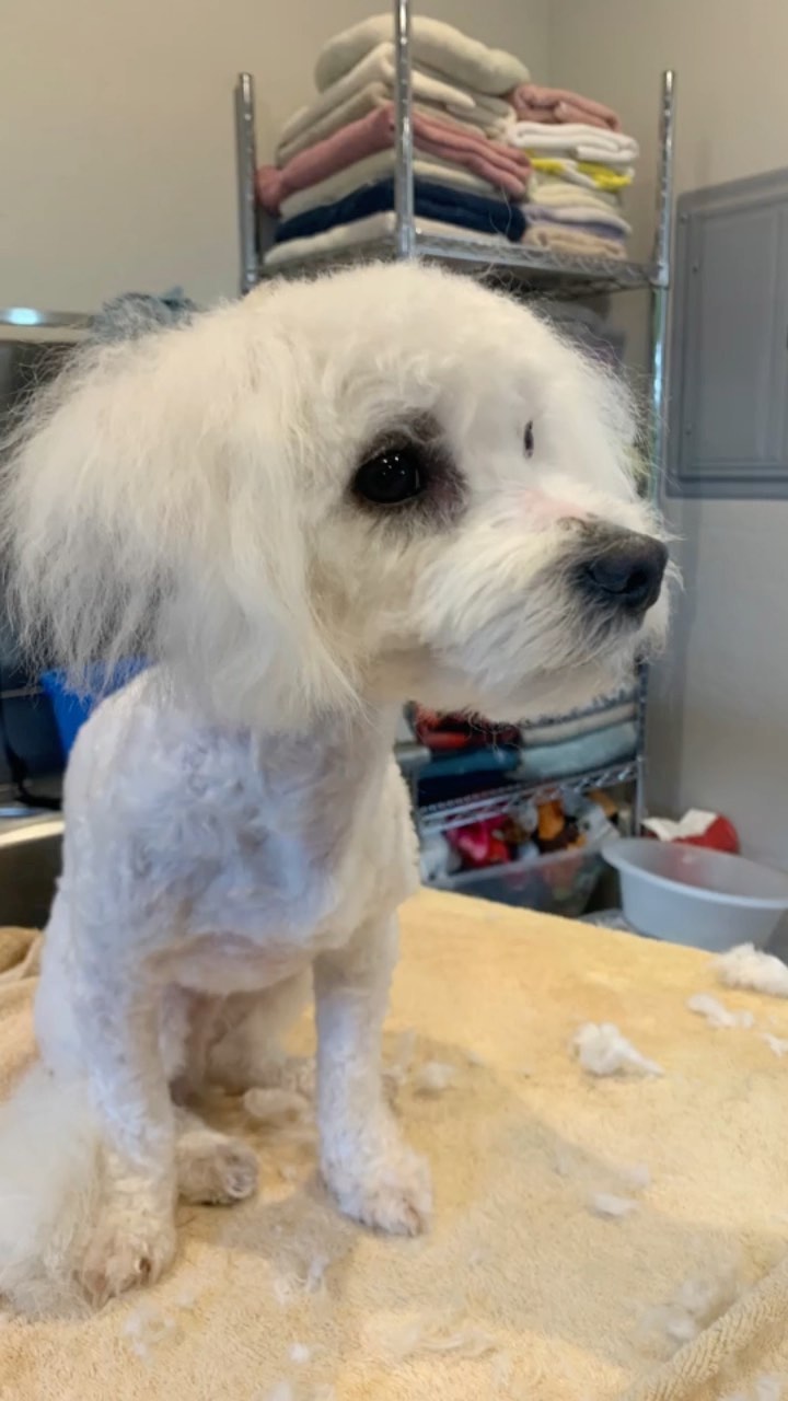 Whit is a very sweet one year old boy with lots of love to give. We are calling him a Poochon