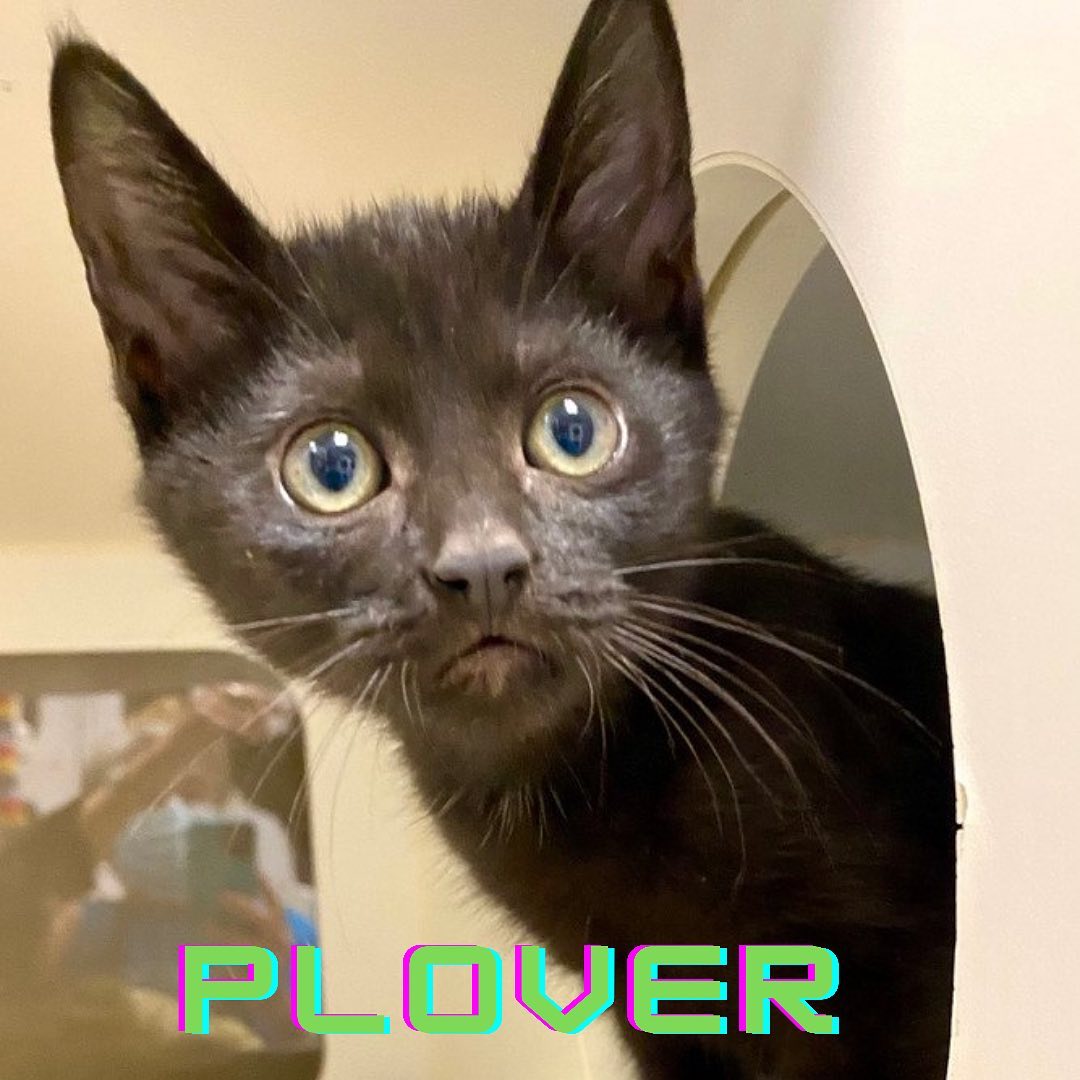 FALL in LOVE at SCCAS!!

Come meet sisters Piper and Crow along with their brother Plover. Total cuteness overload🐈‍⬛🥰

We are open 12-5pm every day!!

Due to the increase of cats and kittens, they will be available for adoption for $21 when you adopt through November. 

The adoption fee includes spay/neuter, microchip (including registration), age-appropriate vaccinations, routine treatment for fleas/worms, and a free pet wellness exam with a local participating veterinarian. In addition, all cats adopted during this time will go home in a new Sherpa pet carrier! For more information, please visit scanimalshelter.org. Link in Bio!!