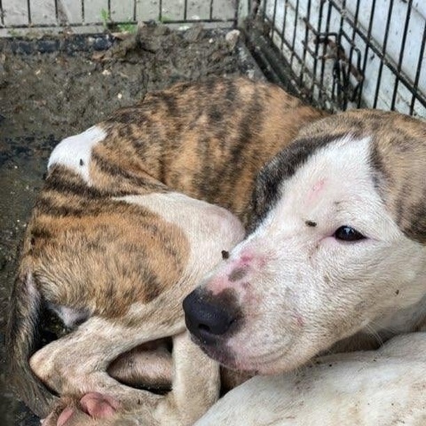 Houston SPCA and @pct1constable worked together to seize this emaciated mom and her puppies from poor living conditions. They are in the care of the Houston SPCA veterinary team receiving quality medical attention and nutrition.
Please call 713-869-SPCA or visit our website to file a cruelty report, link in bio.