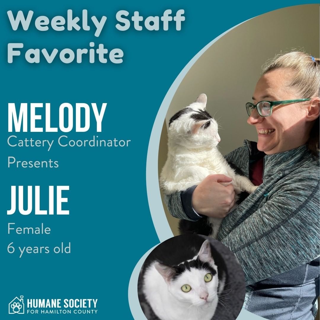 This week’s staff favorite is from Melody, our Cattery Coordinator! Melody would like to introduce Julie, a 6-year-old female who has been at HSHC for 3 months. When Julie first arrived at the shelter, she was pretty nervous. “She has really flowered and opened up now.” Melody loves that Julie’s markings look like she has Moe’s haircut from the Three Stooges! Melody says that Julie tolerates other cats as she is hanging out in one of our free roaming rooms, but would rather just ignore them and do her own thing. Julie’s favorite spots to nap and hang out are in the sunniest places she can find. Melody explained that Julie is a very laid-back cat who loves to nap her day away!

Julie is at the shelter and available for adoption. If you think that she sounds like a good fit for you, come on in to meet her!