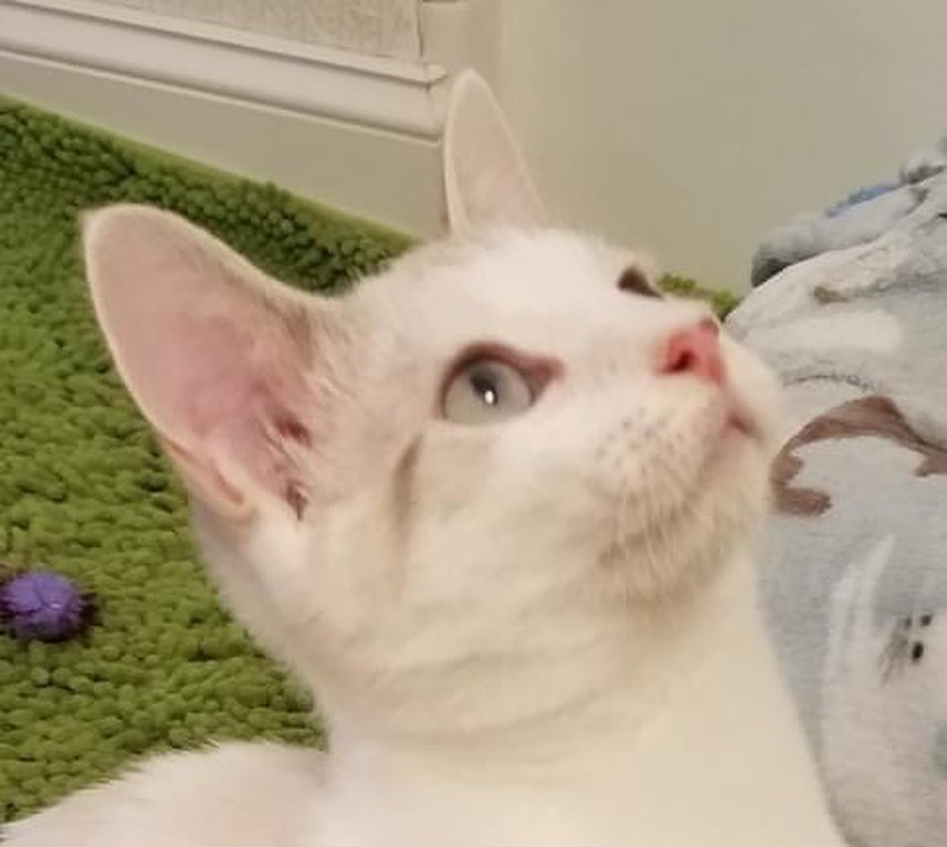 This Sat and Sun more kitties will be joining Purr Partners volunteers at Six Forks Station and Capital Crossings Petsmarts in Raleigh as well as the Wake Forest Petsmart. 🐾🐾🐾
Sat hours are 10a-12noon ⏰
Sun hours are 1p-3p
You'll find more information on each kitty on the Purr Partners web site. 😽