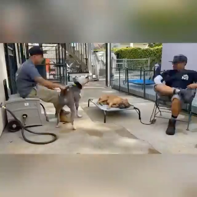 How it’s going vs. how it started.

If you’re new to Real Good Rescue, let us catch you up; it all started when we were sent a video of this beautiful boy was spotted in a driveway in Hawthorne by our friends at @rescuealldogsco in Canada.

Over 30 hours was spent surveilling him with the incredible team at @dogdayssar and @catching_paws, to finally having him safe in Mike’s trap. He then spent time with @for_pono which lead us to reaching out for to @mr.johnflores from @humblek9 who agreed to take him on for proper evaluation. We watched and worked with John and his incredible team @eleanor.andthedogs & @blues_babes, Elvis and other visitor pups that helped Obi work through his fears and distrust of humans, allowing him relax and learn to be a dog. Thank you @xoxlaurenelizabeth @turtsmtl for so generously sponsoring the majority of Obi’s rehabilitation with @humblek9. 

Thank you @rescuealldogsco @djyoc for always advocating from afar for our LA pups.  Thank you @______soyoung______ for connecting us with Veronica and the @dogdayssar team, who brought in Mike Noon.

Thank you @ambiggity for all your help and keeping Obi well fed! 

Thank you to ALL of you who supported Obi’s journey!

This boy is now home with @__gabrie.la and her family and we couldn’t be happier! Here’s to the good life sweet boy!

<a target='_blank' href='https://www.instagram.com/explore/tags/RealGoodRescue/'>#RealGoodRescue</a> <a target='_blank' href='https://www.instagram.com/explore/tags/RealGoodGang/'>#RealGoodGang</a>