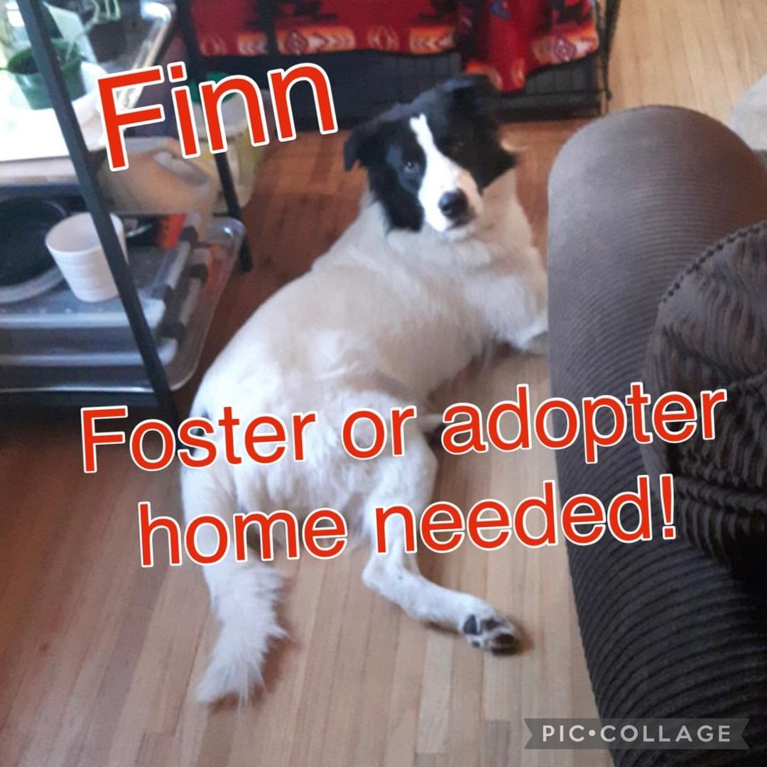 Finn is in need of a foster or forever home 

Finn is a big boy and has not been socialize well. That being said Finn would do best in a home that is willing to help him learn to meet new people. 

This handsome boy would do best as an only pet he is around 6months old. 

Please share!