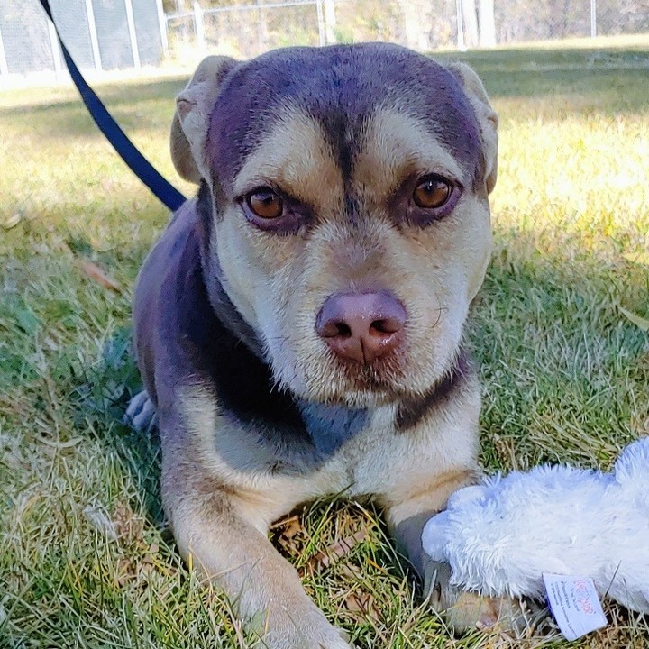 Meet Meatloaf! Boy, is he one handsome guy, weighing in at around 30lbs on some very short little legs, this low rider has it all. Meatloaf tries to play it cool. He pretends that he is to adult to play with his dog buddies but secretly plays with them when he thinks no one is watching. Meatloaf is a gentle, loving, & easy going boy who loves everyone he meets. 

This handsome boy, is a weird mix of something short, something wide, and something with wiry hair. He is about 4 years old and is ready to go home! <a target='_blank' href='https://www.instagram.com/explore/tags/adopt/'>#adopt</a> <a target='_blank' href='https://www.instagram.com/explore/tags/shortdog/'>#shortdog</a> <a target='_blank' href='https://www.instagram.com/explore/tags/shortie/'>#shortie</a> <a target='_blank' href='https://www.instagram.com/explore/tags/lowrider/'>#lowrider</a> <a target='_blank' href='https://www.instagram.com/explore/tags/adoptme/'>#adoptme</a> <a target='_blank' href='https://www.instagram.com/explore/tags/naawa/'>#naawa</a> <a target='_blank' href='https://www.instagram.com/explore/tags/trinidadco/'>#trinidadco</a>