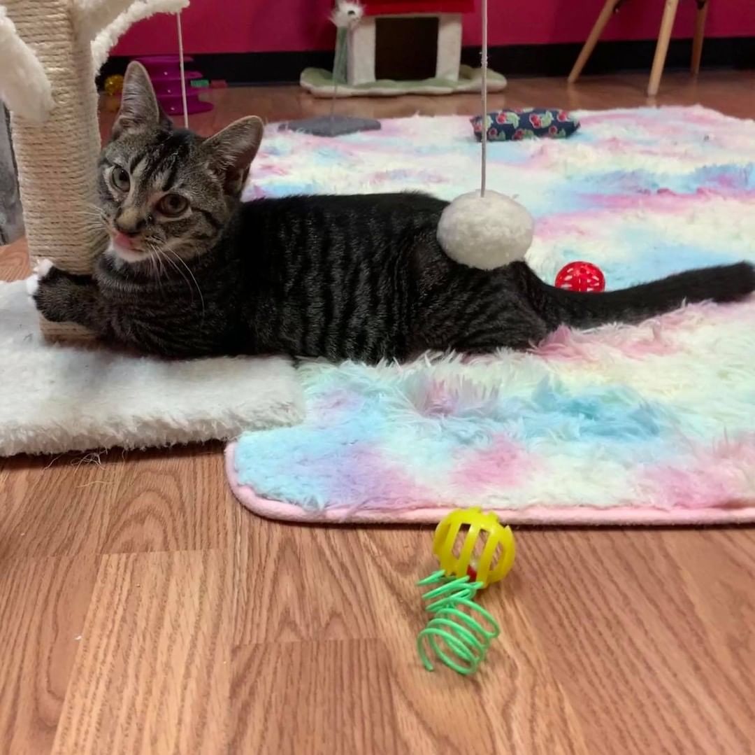 See you today at a special mini “KittenPalooza” adoption event

<a target='_blank' href='https://www.instagram.com/explore/tags/adoptFAN/'>#adoptFAN</a>
<a target='_blank' href='https://www.instagram.com/explore/tags/communitycats/'>#communitycats</a>
<a target='_blank' href='https://www.instagram.com/explore/tags/TNR/'>#TNR</a> <a target='_blank' href='https://www.instagram.com/explore/tags/TNRworks/'>#TNRworks</a>
<a target='_blank' href='https://www.instagram.com/explore/tags/FeralAffairsNetwork/'>#FeralAffairsNetwork</a>
<a target='_blank' href='https://www.instagram.com/explore/tags/kittens/'>#kittens</a> <a target='_blank' href='https://www.instagram.com/explore/tags/cats/'>#cats</a>