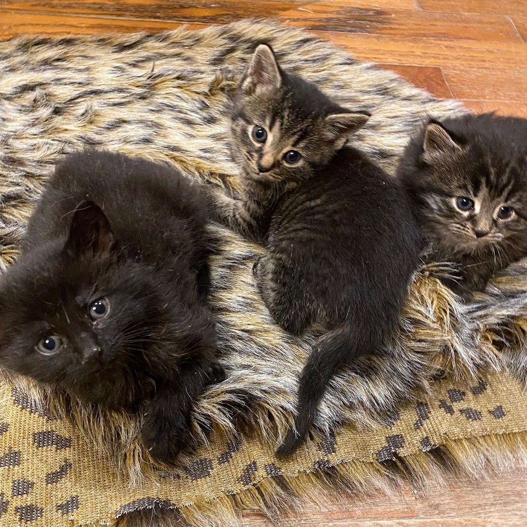 Meet Poppie, Quinn and Jovie! These babies are 5 weeks old and we are accepting pre-applications now! Aren’t they so cute!
.
.
.
<a target='_blank' href='https://www.instagram.com/explore/tags/kittens/'>#kittens</a> <a target='_blank' href='https://www.instagram.com/explore/tags/kitten/'>#kitten</a> <a target='_blank' href='https://www.instagram.com/explore/tags/kittensofinstagram/'>#kittensofinstagram</a> <a target='_blank' href='https://www.instagram.com/explore/tags/catsofinstagram/'>#catsofinstagram</a> <a target='_blank' href='https://www.instagram.com/explore/tags/catsofcolumbus/'>#catsofcolumbus</a> <a target='_blank' href='https://www.instagram.com/explore/tags/adoptdontshop/'>#adoptdontshop</a> <a target='_blank' href='https://www.instagram.com/explore/tags/adopt/'>#adopt</a> <a target='_blank' href='https://www.instagram.com/explore/tags/rescuekittens/'>#rescuekittens</a> <a target='_blank' href='https://www.instagram.com/explore/tags/fosterkittensofinstagram/'>#fosterkittensofinstagram</a> <a target='_blank' href='https://www.instagram.com/explore/tags/fosterkittens/'>#fosterkittens</a> <a target='_blank' href='https://www.instagram.com/explore/tags/fosteringsaveslives/'>#fosteringsaveslives</a>