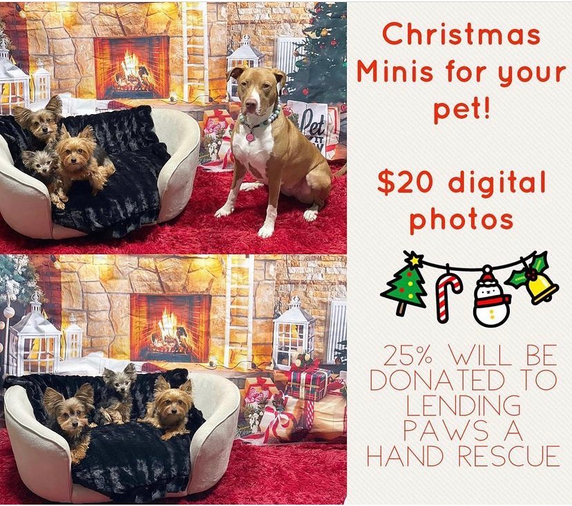 @simpledogcopetspa is doing their Christmas Minis again this year with a percentage of proceeds helping Lending Paws! The date is set for December 5th 11am - 2pm. 

This is an amazing opportunity for some awesome memories to be captured of your fur baby!

Please reach out to @simpledogcopetspa for an appointment!